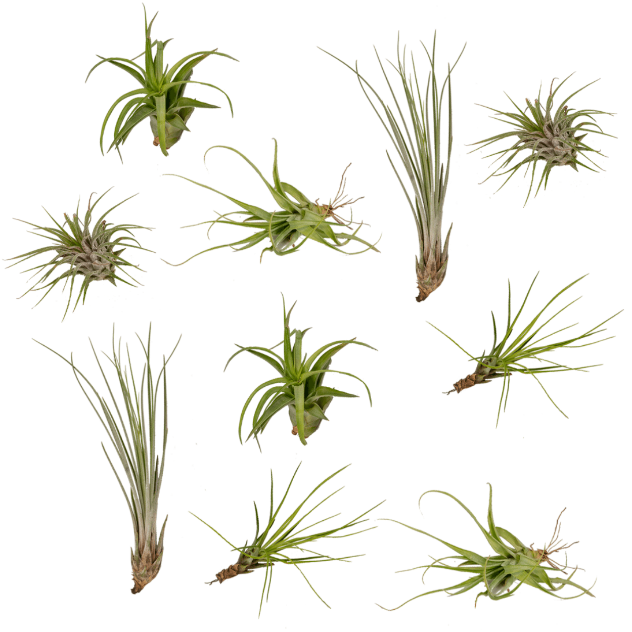 Image of Tillandsia Air Mix – 10 Luftpflanzen – Ø6cm – ca. 6cm hoch – Pflegeleichte Tillandsien – Mischung – Für kreative Deko & helle Innenräume