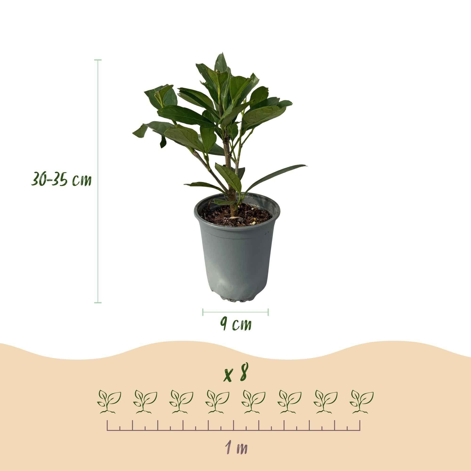 Image of Kirschlorbeer Prunus laurocerasus Caucasica – Immergrün – 8 Pflanzen für 1m Hecke – Schnellwachsende & winterharte Heckenpflanze – Ø9cm Höhe 30-35cm