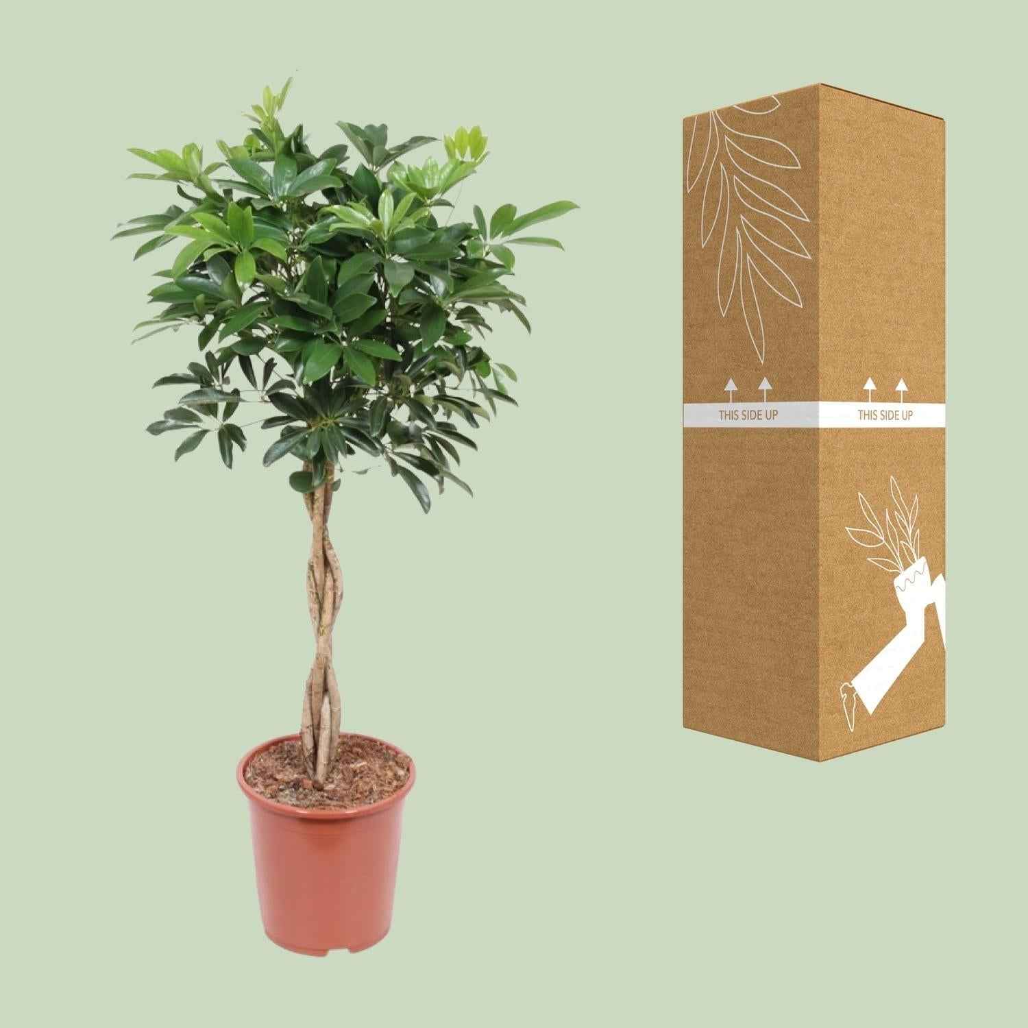 Image of Schefflera Compacta – Strahlenaralie – Ø27cm ↕120cm – Große pflegeleichte Zimmerpflanze mit grünen Blättern für Wohnzimmer & Büro-2