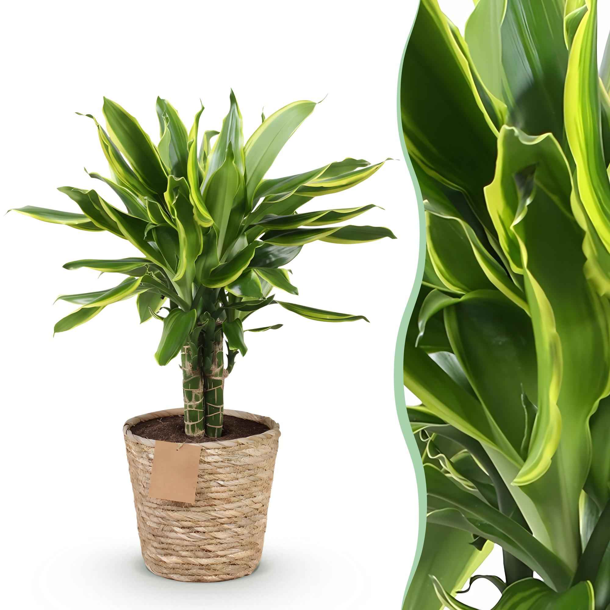 Image of Dracaena fragrans Golden Coast – 50-55cm – 17cm inkl. Naturkorb – Pflegeleichter Drachenbaum mit goldgrünem Blattwerk-1
