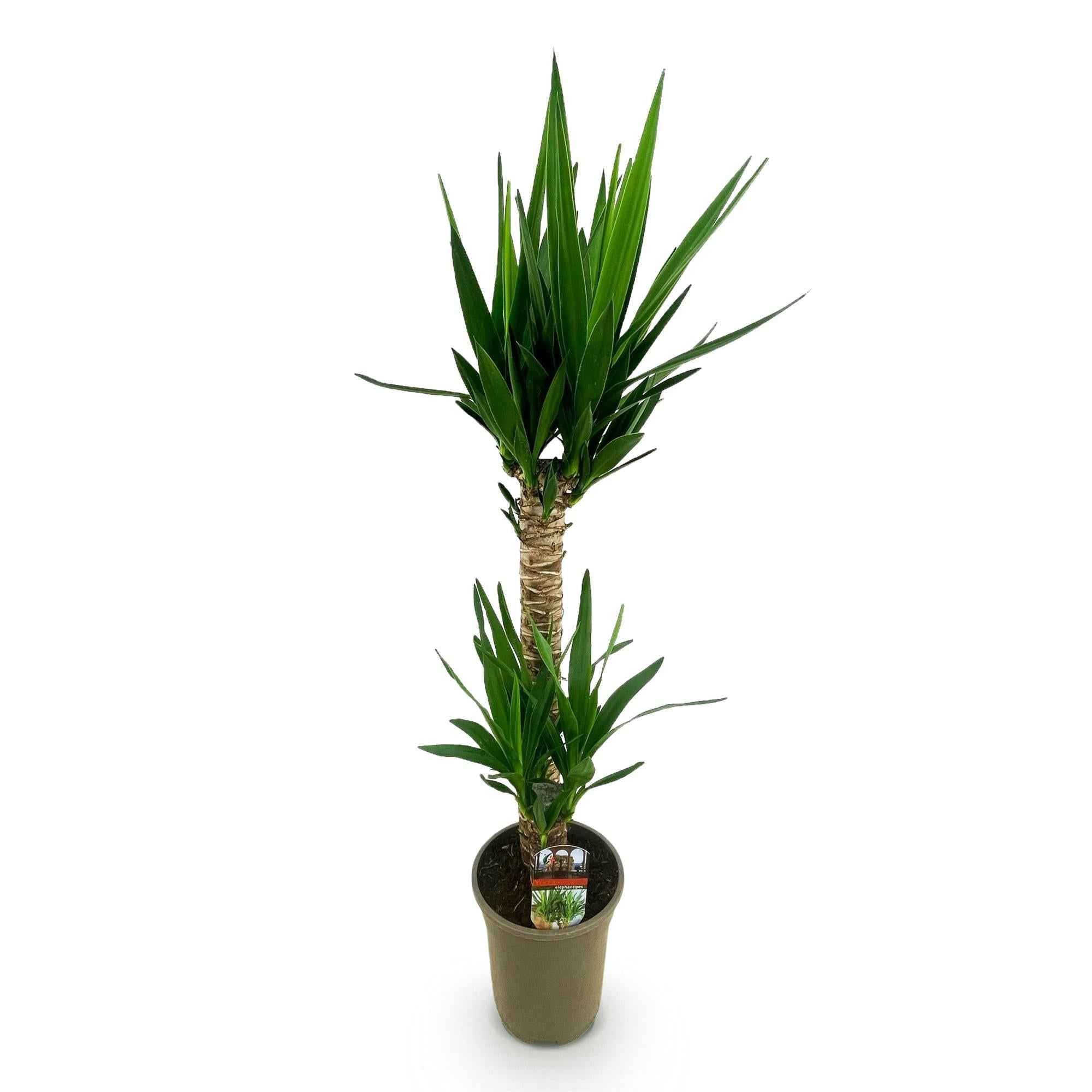 Image of Yucca Elephantipes – 120cm – 19cm – Pflegeleichte Zimmerpflanze mit schmalen Blättern – Robuste Palmlilie für helle & halbschattige Innenräume