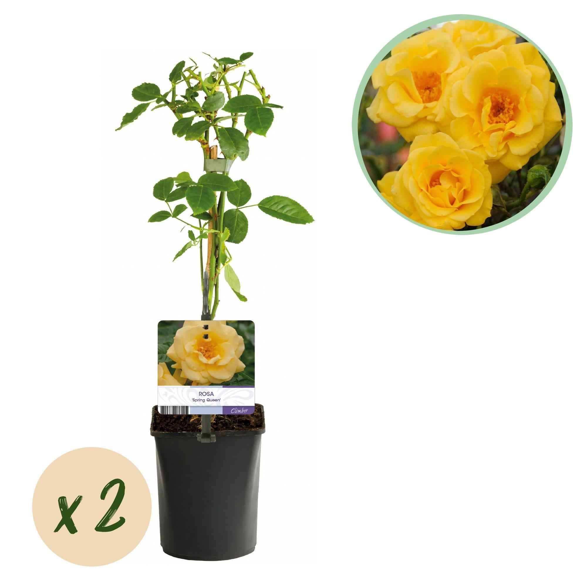 Image of Kletterrose Rosa Spring Queen – Gelb – Pflegeleicht – 2 Pflanzen – 11cm x H40cm – Duftende Rosen für Garten, Balkon & Terrasse
