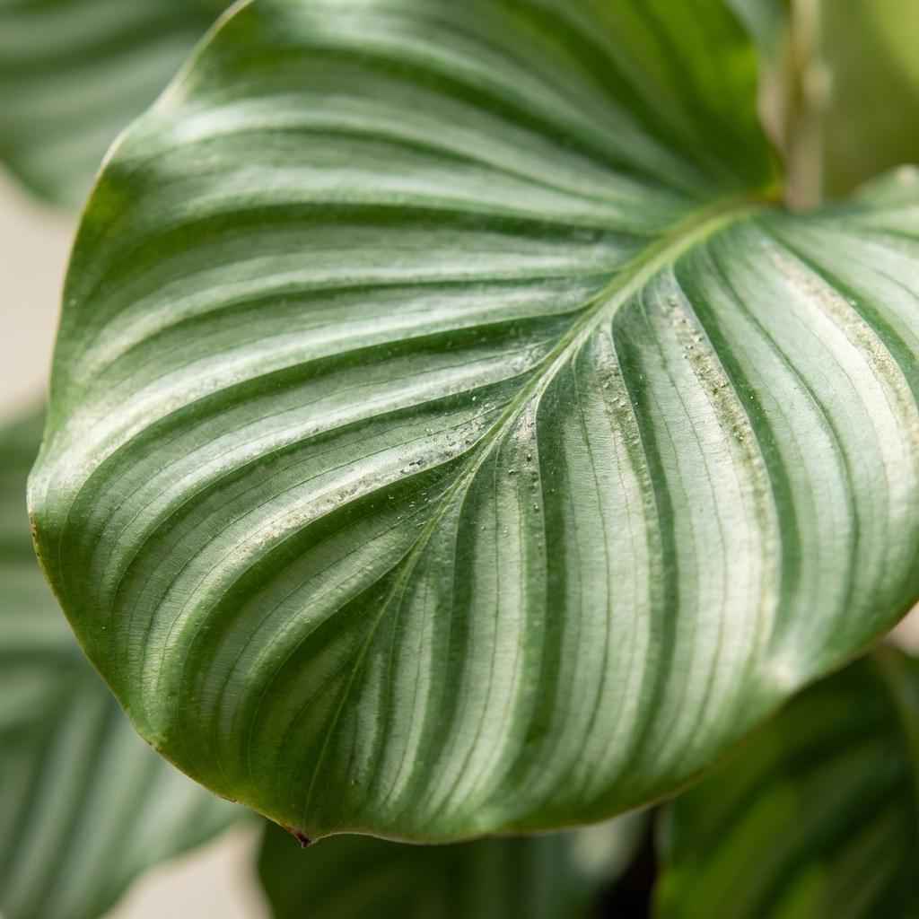 Image of Korbmarante Calathea orbifolia – Ø21cm – 60-70cm hoch – Elegante Zimmerpflanze mit silbrig – grünen Blättern – Pflegeleicht & luftreinigend-1