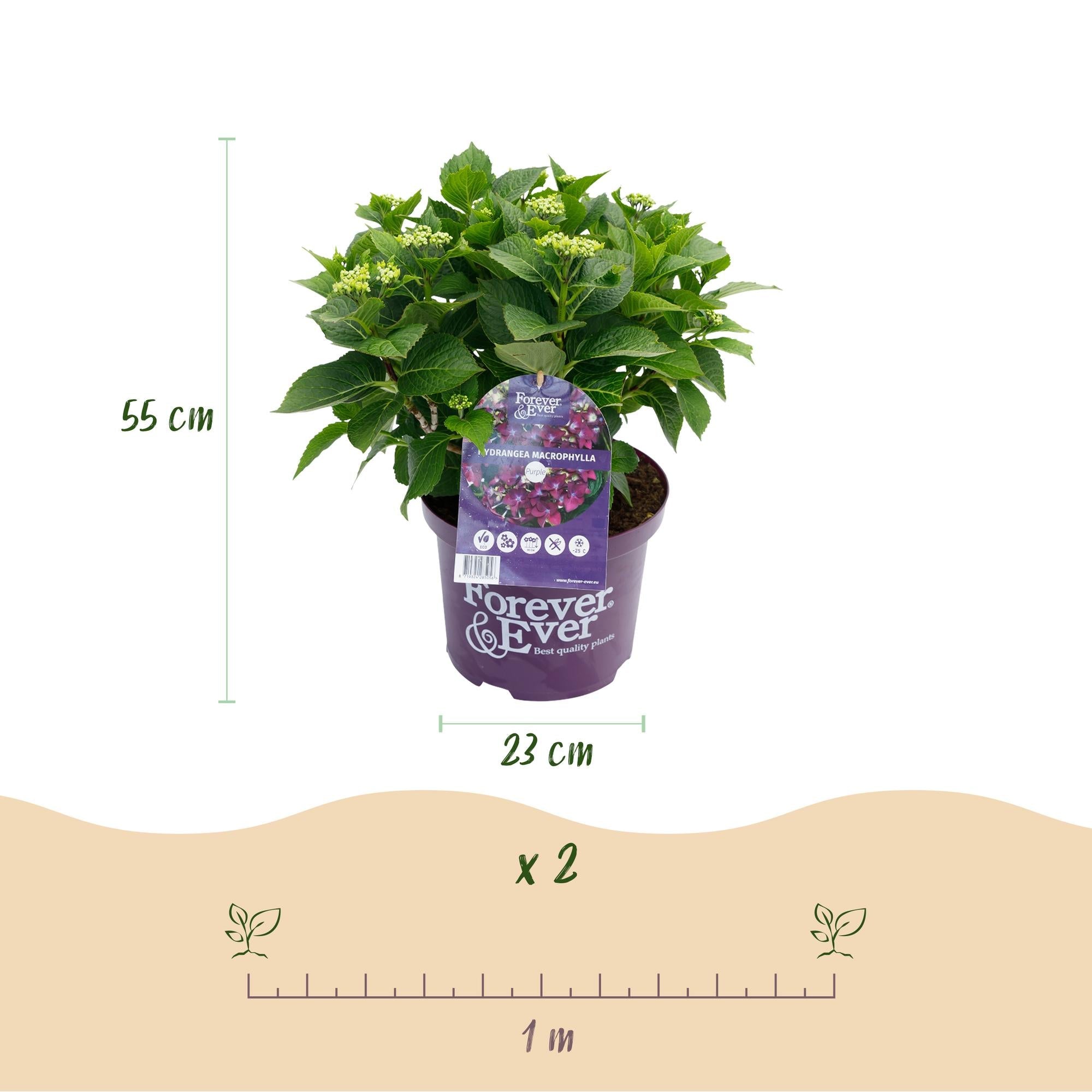 Image of Hortensie Forever & Ever Lila – Hydrangea macrophylla – Lila – Balkonpflanze – 23cm 55cm hoch – 7-12 Blüten – Für Balkon, Terrasse & Beet-2