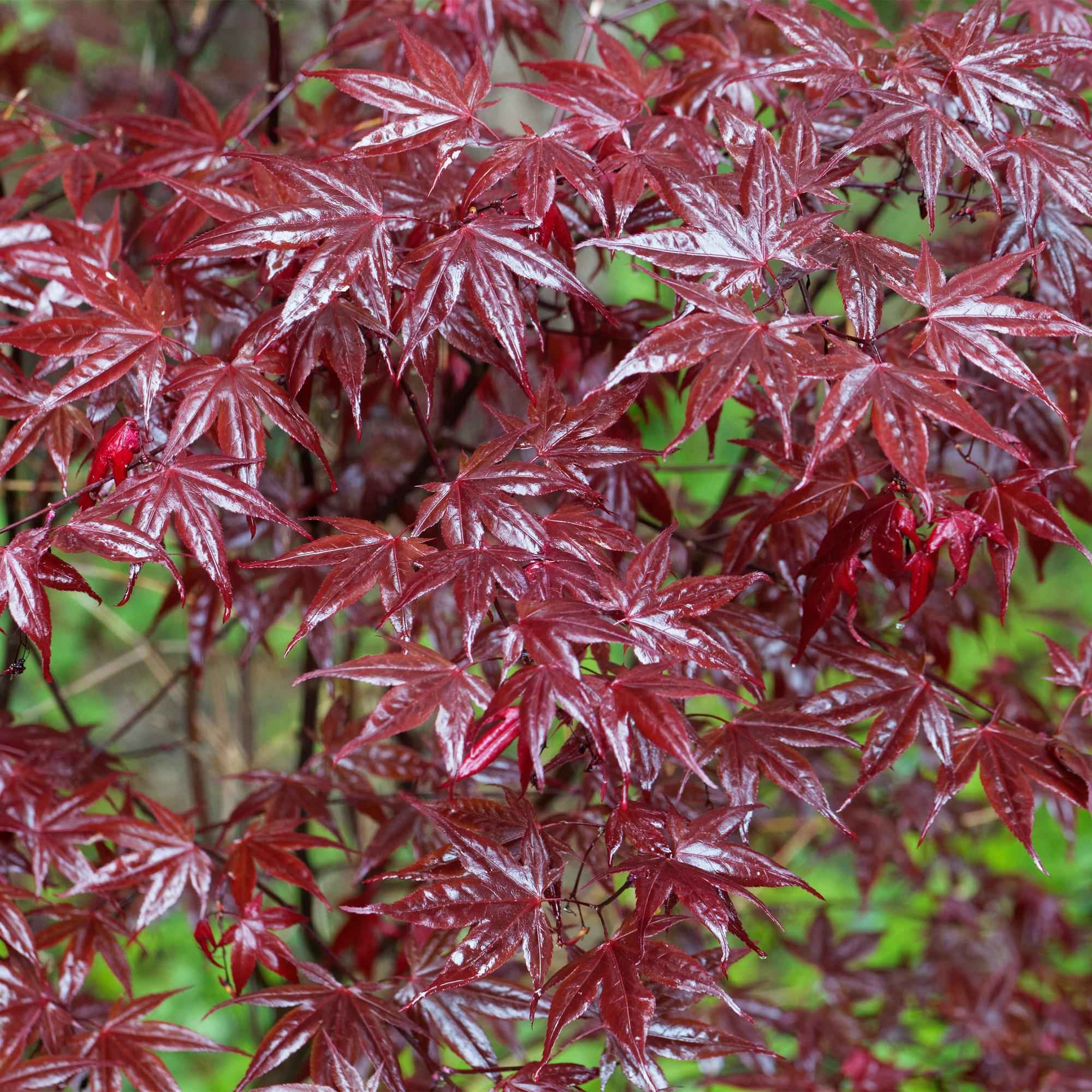 Image of Japanischer Ahorn Acer palmatum Bloodgood – Rot – 2 Pflanzen – Laubabwerfender Zierbaum – 19cm – Ca. 70cm hoch – Für Balkon, Terrasse & Beet-4