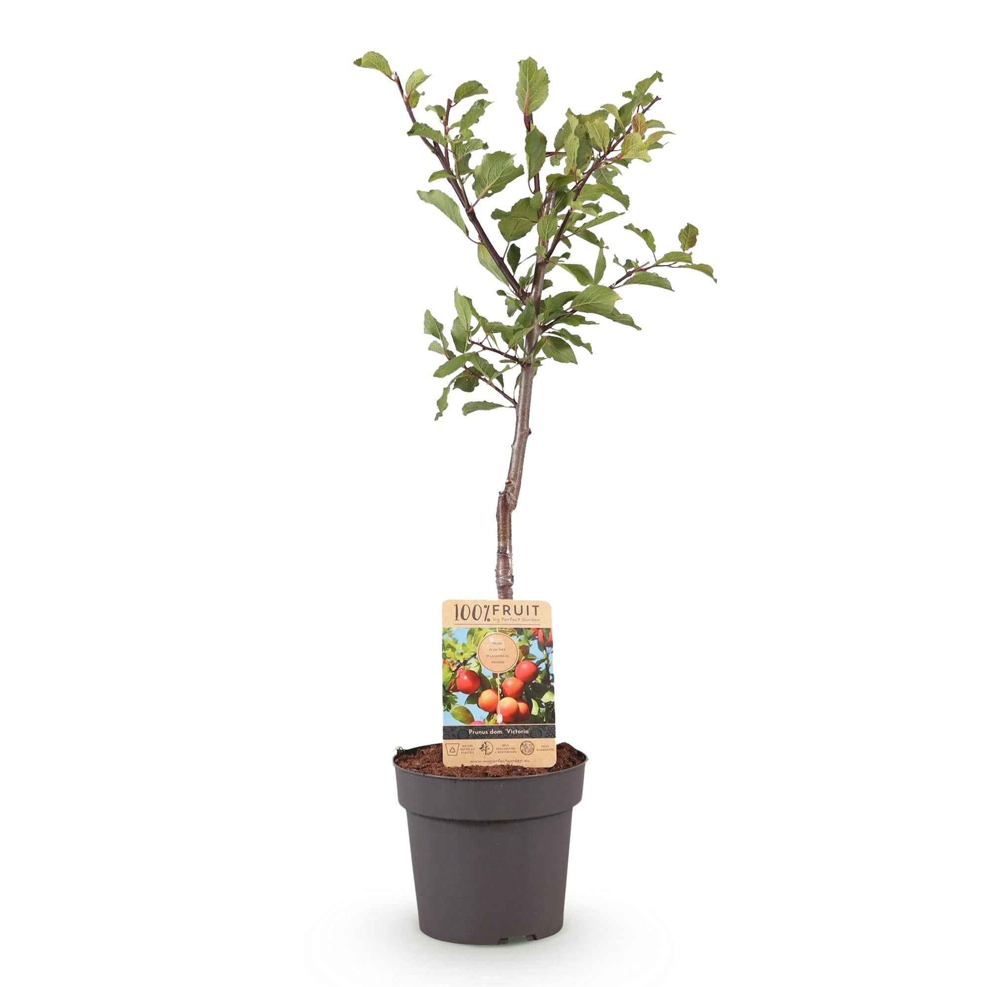 Image of Pflaumenbaum Prunus domestica Victoria – Obstpflanze – Rote Pflaumen – 21cm – Höhe 90cm – Einfache Pflege – Sommerliche Ernte