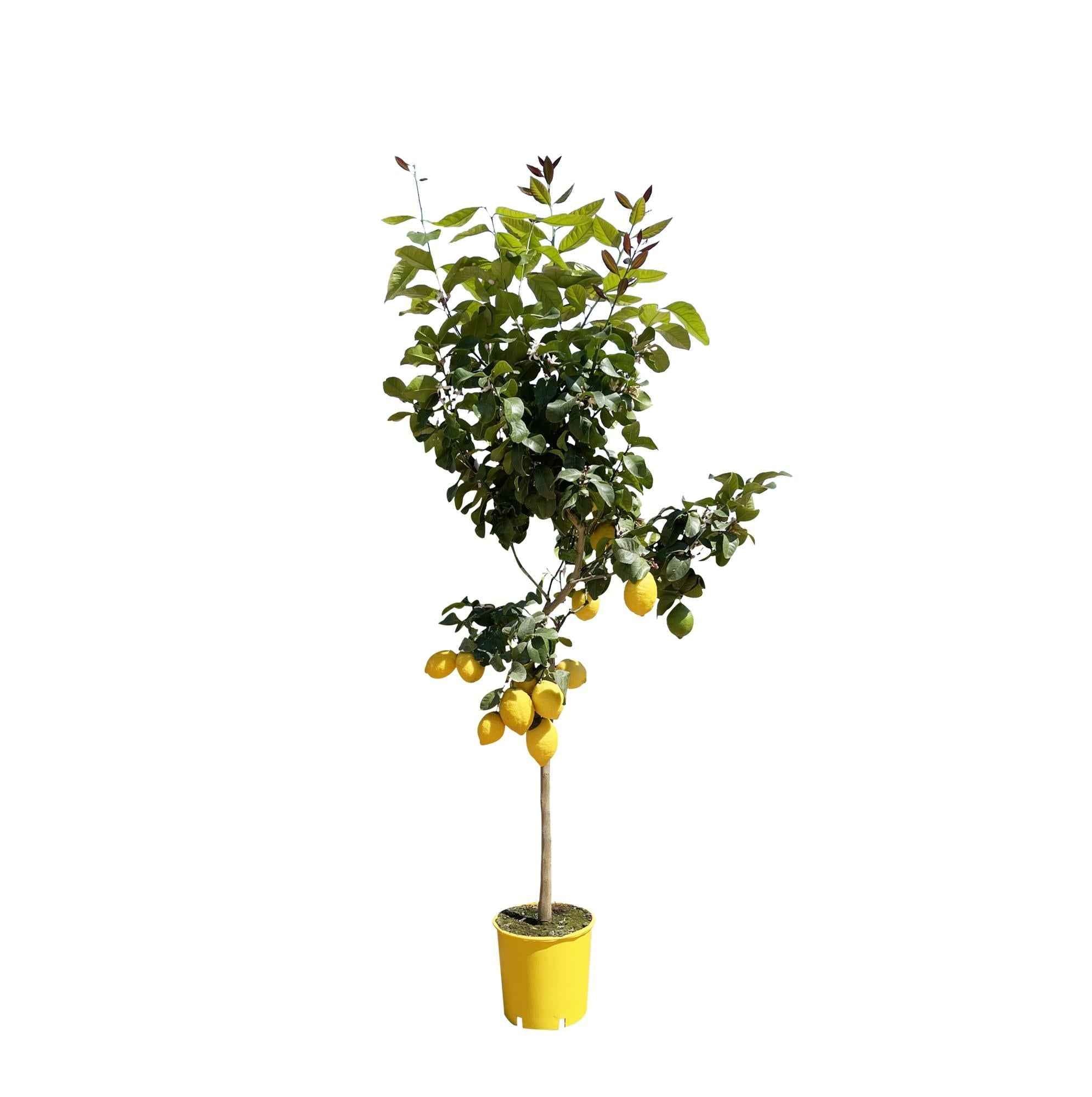 Image of Zitronenbaum – Citrus limon – ca. 150cm hoch – Ø24cm – duftende Blüten & essbare Zitronen – immergrüne Zimmer – & Terrassenpflanze