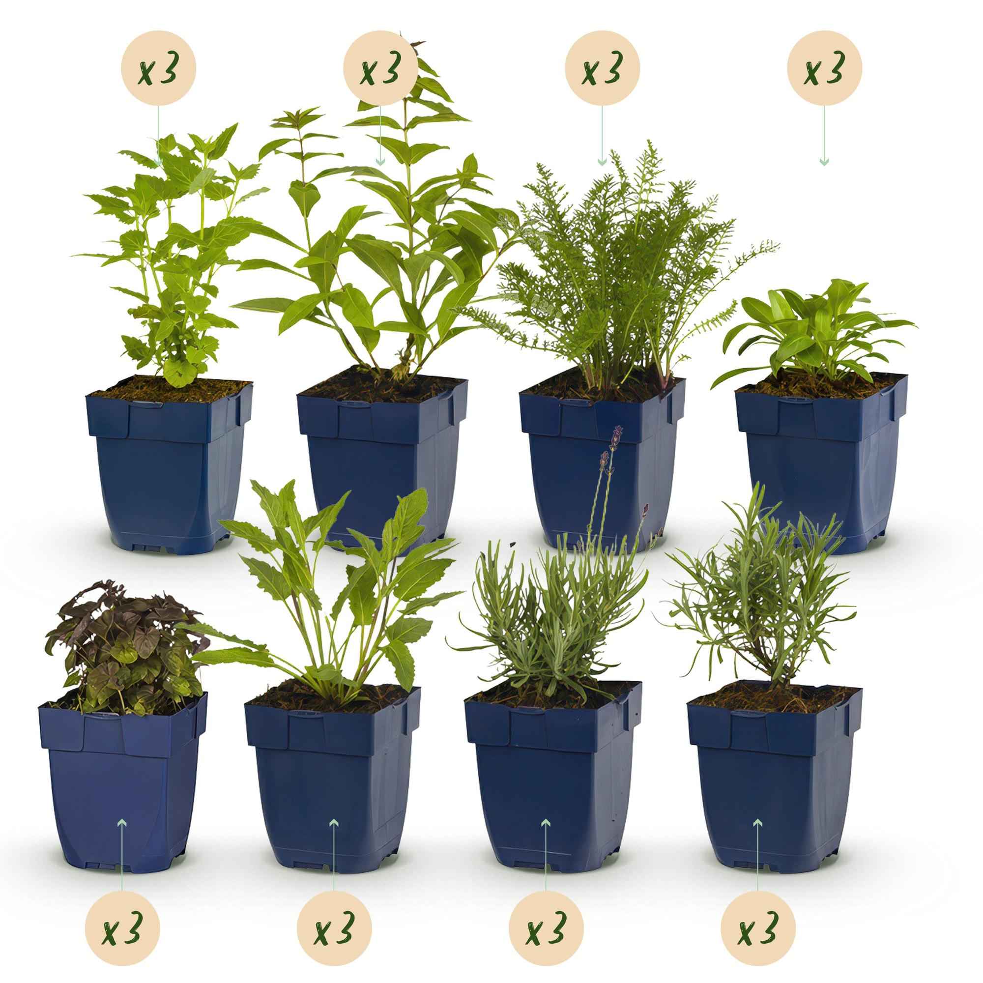 Image of Staudenset – Duftende Blumen – 24 Stauden Ø11cm – Für ca. 3m² – Bienenfreundlich & pflegeleicht – Verschiedene Farben & Blütezeiten-1