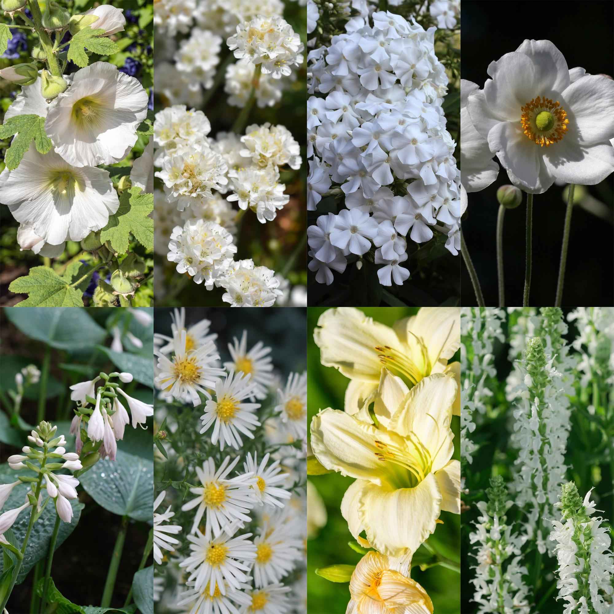 Image of Staudenset Weiß – 24 weißblühende Stauden für ca. 3m² – Elegantes Borderpaket für sonnige Gartenbereiche – Pflegeleicht & harmonisch abgestimmt-0