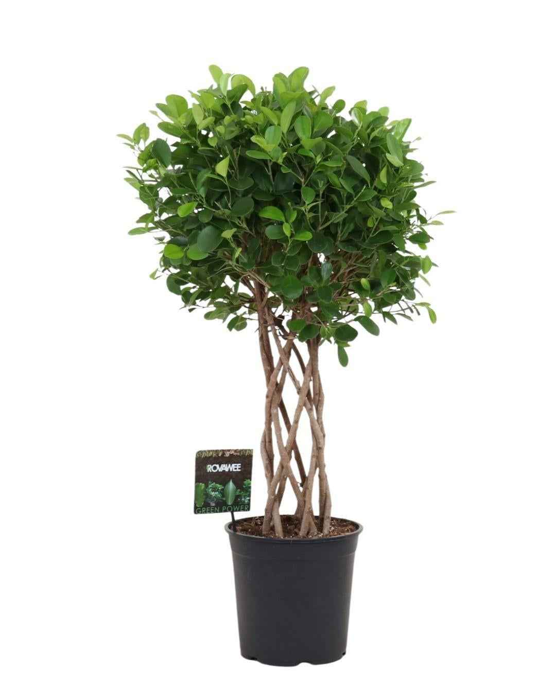 Image of Ficus Moclame – 120cm – Geflochtener Zylinderstamm – Elegant gewachsene Zimmerpflanze für helle Innenräume – Immergrüne Ficus – Art Ø24-27cm-0