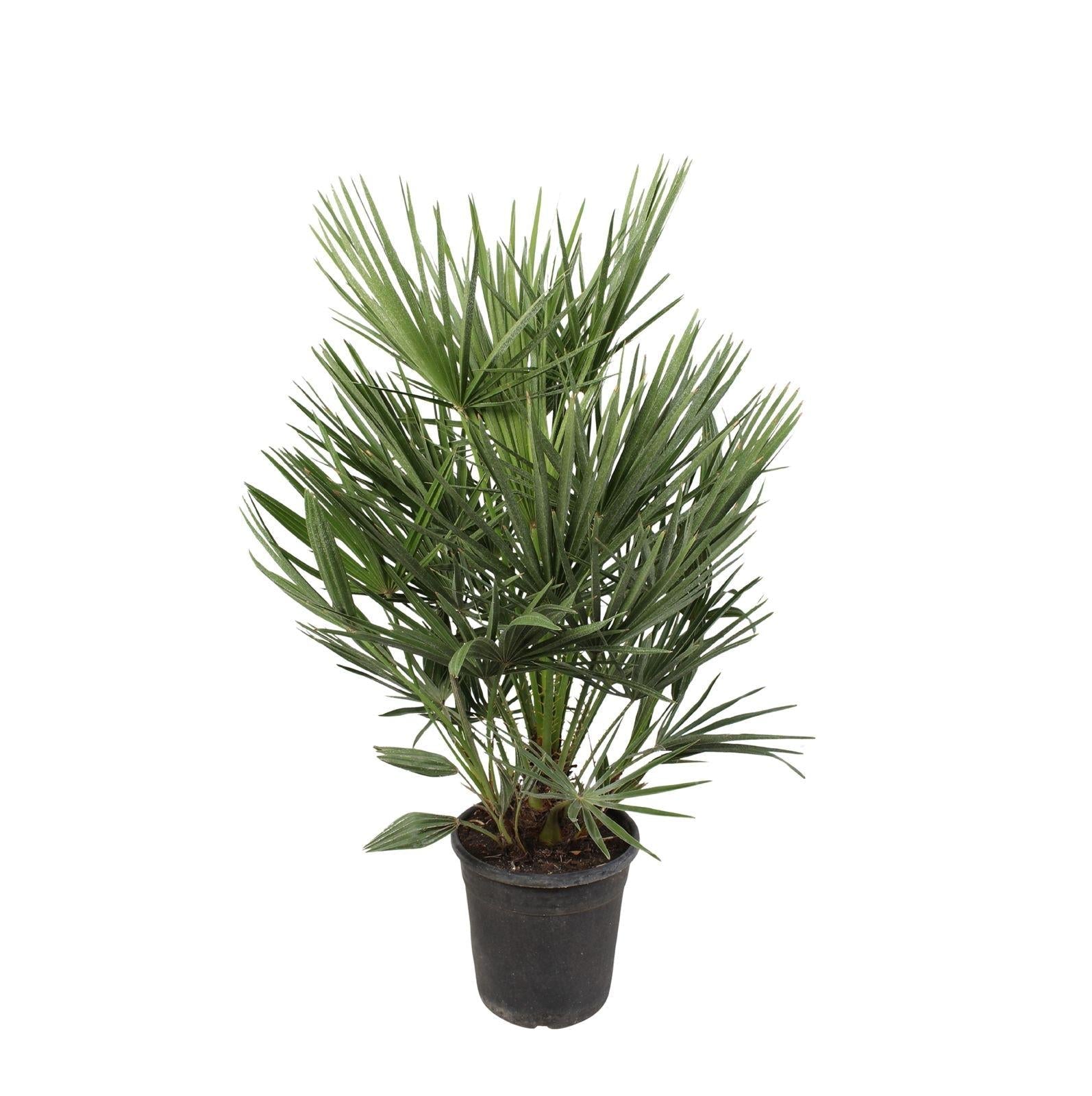 Image of Grüne Zwergpalme Chamaerops humilis – Zimmerpflanze 100cm – Ø21cm – Mediterrane Palme – Winterhart – Pflegeleicht & Robust-0
