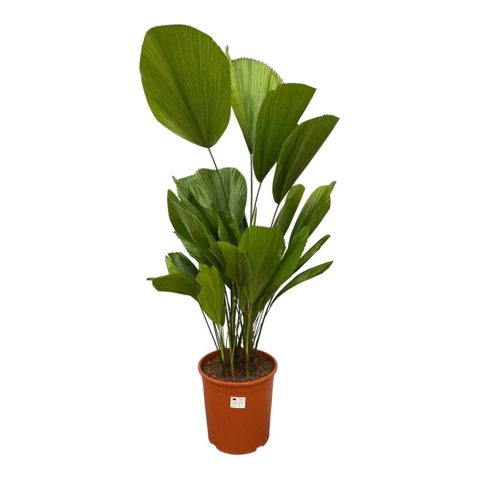 Image of Fächerpalme – Licuala Grandis – Zimmerpflanze – Ø19cm – ↕90cm – Exotischer Blickfang mit großen Fächerblättern – Für Innen & Schattenplätze-0