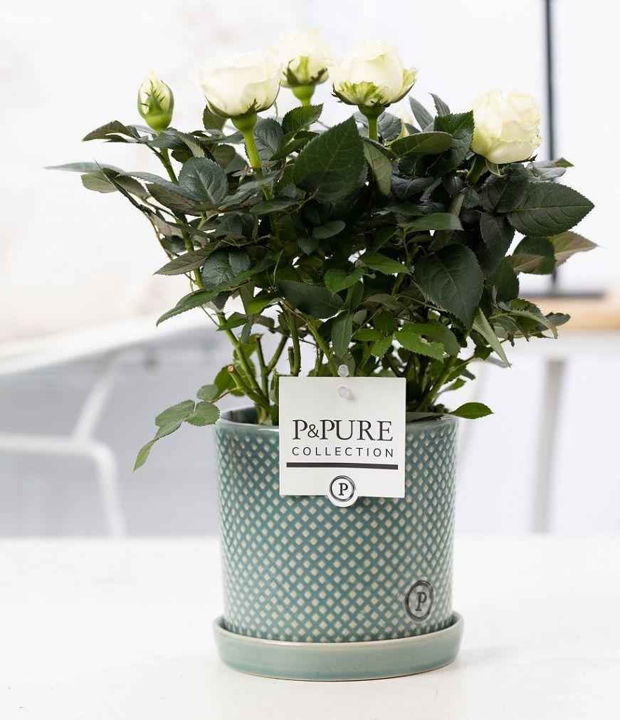 Image of Rose Weiß im Keramiktopf – Ø12cm ↕30cm – Weiße Rose im modernen Blumentopf – Elegante Zimmerpflanze für Innenräume – Symbol für Reinheit & Stil-0