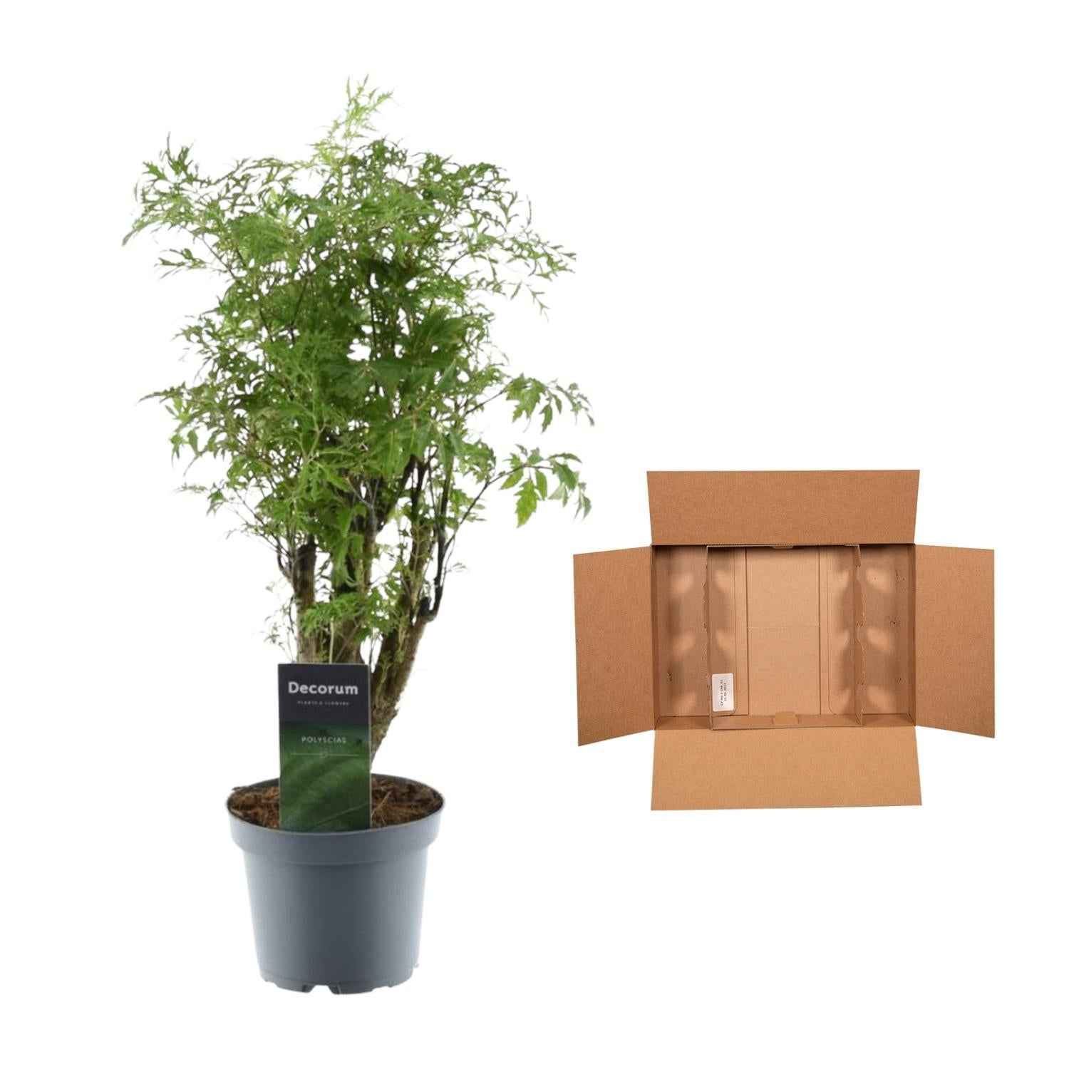 Image of Polyscias Hawaiiana Ming 45cm – Ø12cm – Zimmerpflanze mit dichtem, tiefgrünem Blattwerk – Pflegeleicht & ideal für Wohnzimmer, Büro & Innenräume