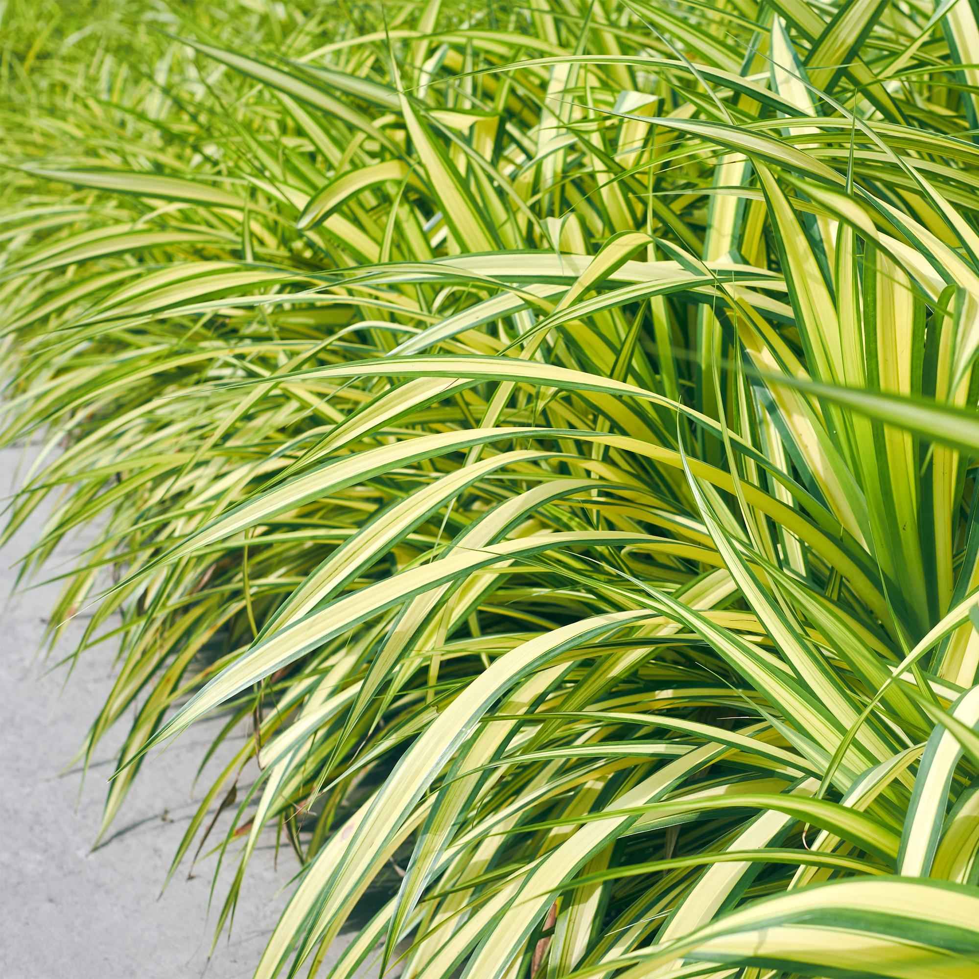 Image of Ziergras Segge Carex oshimensis Evergold – Gelb – Grün panaschiert – Immergrün & winterhart – Höhe ca. 50cm – 17cm – Für Beet, Kübel & Balkon-3