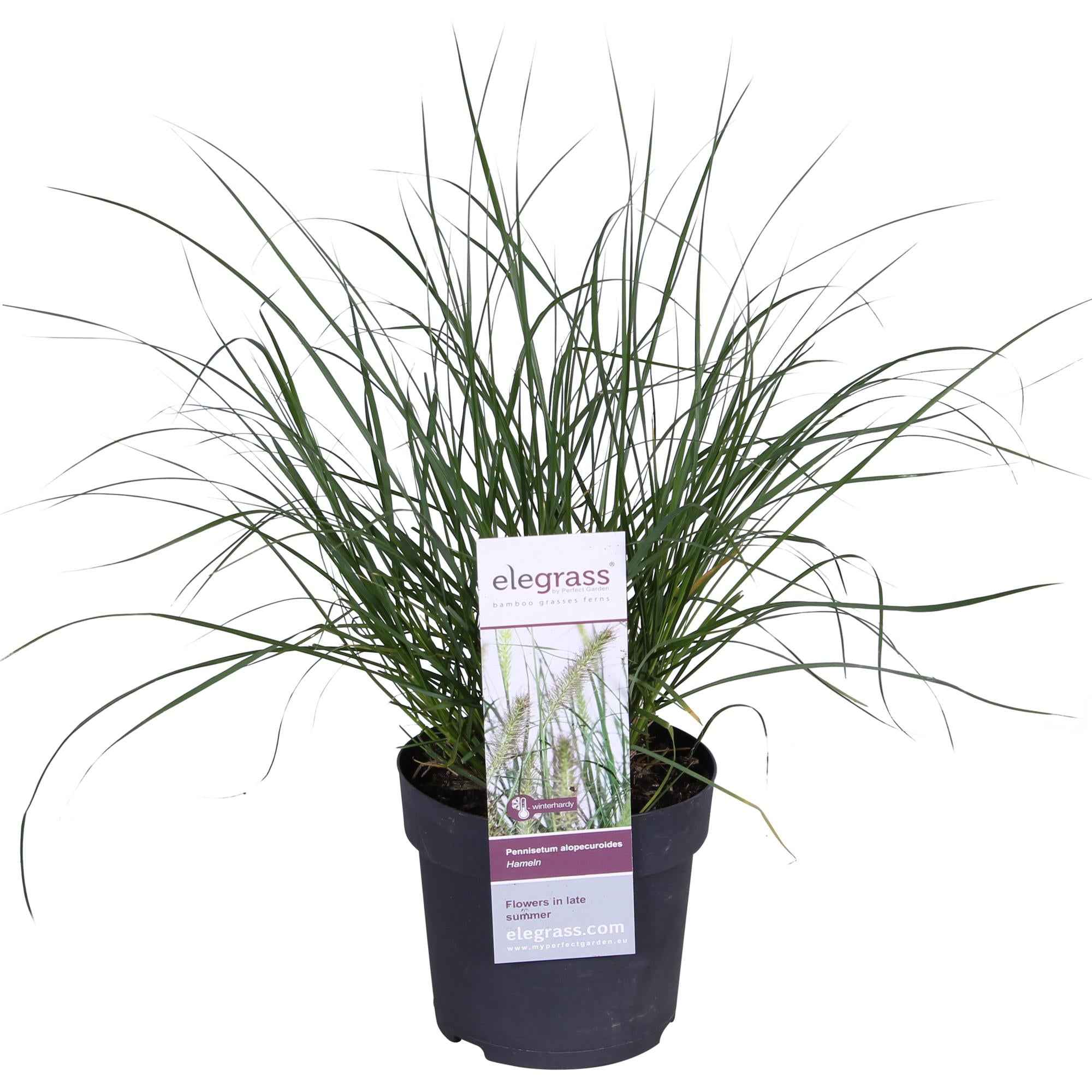 Image of Lampenputzergras Pennisetum alopecuroides Hameln 30cm 14cm winterhart dekoratives Ziergras für Garten Balkon Terrasse Beet Kiesgarten pflegeleicht