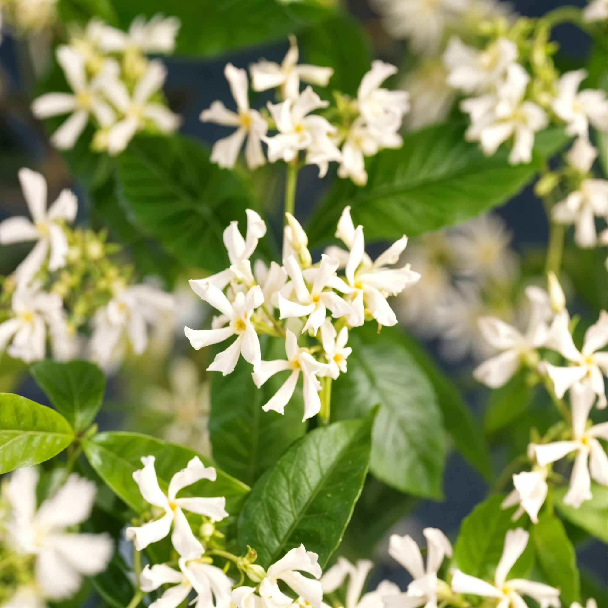 Image of Trachelospermum jasminoides – Toskanischer Sternjasmin – 2 Pflanzen 11cm – ca. 40cm hoch – Immergrüne duftende Kletterpflanze-0
