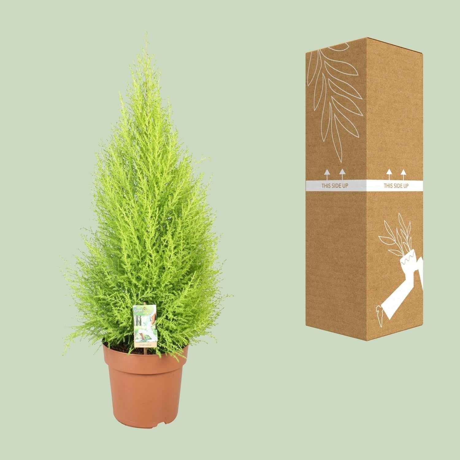 Image of Cupressus Goldcrest 'Wilma' – Zeder – Zimmer – & Gartenpflanze – Ø21cm – Ca. 90cm hoch – Pflegeleichte Immergrüne mit zitronigem Duft