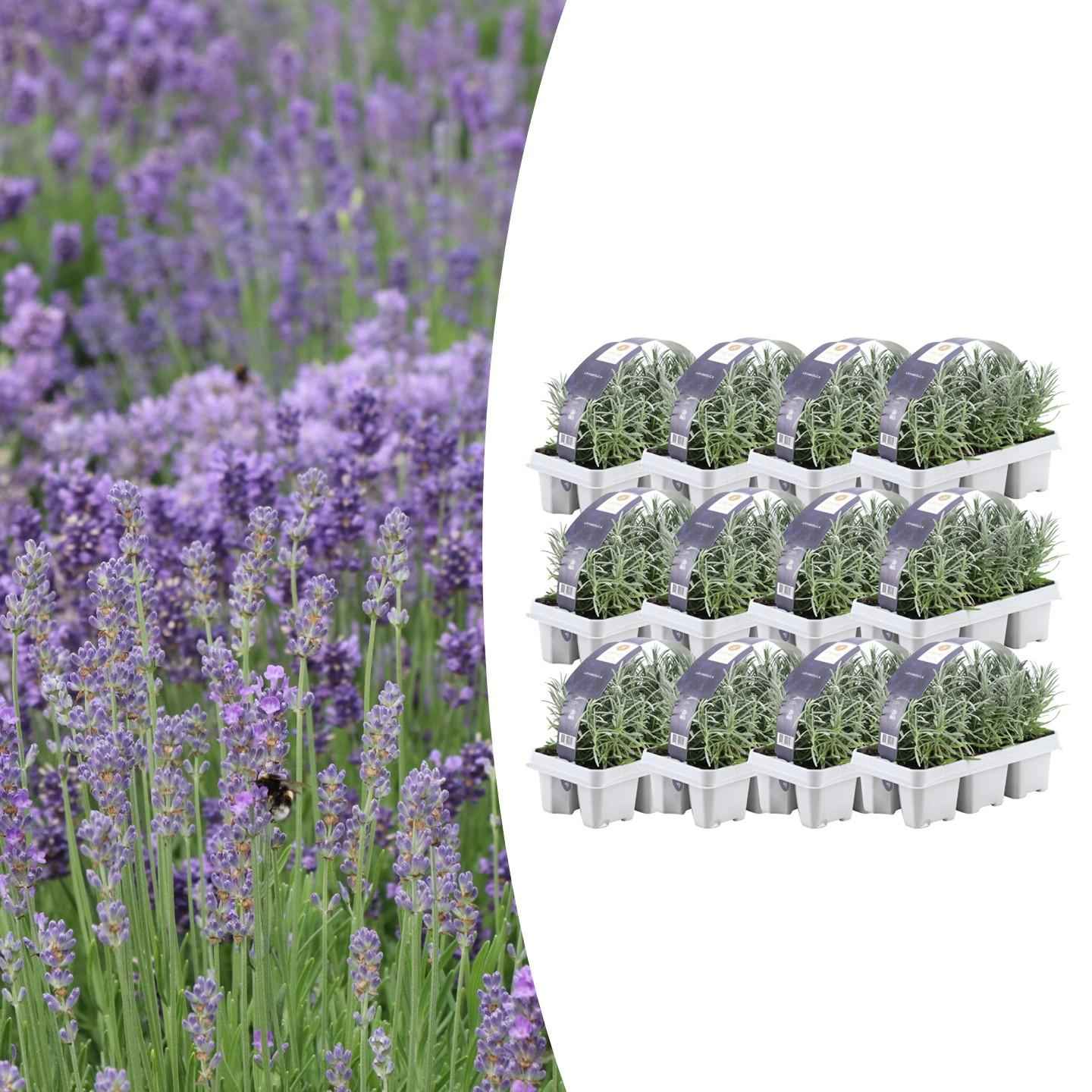 Image of Echter Lavendel – Lavendel angustifolia – Ø7cm – ↕15cm – 72 Pflanzen – Duftend & Winterhart – Für Garten, Balkon & Terrasse – Pflegeleicht-3