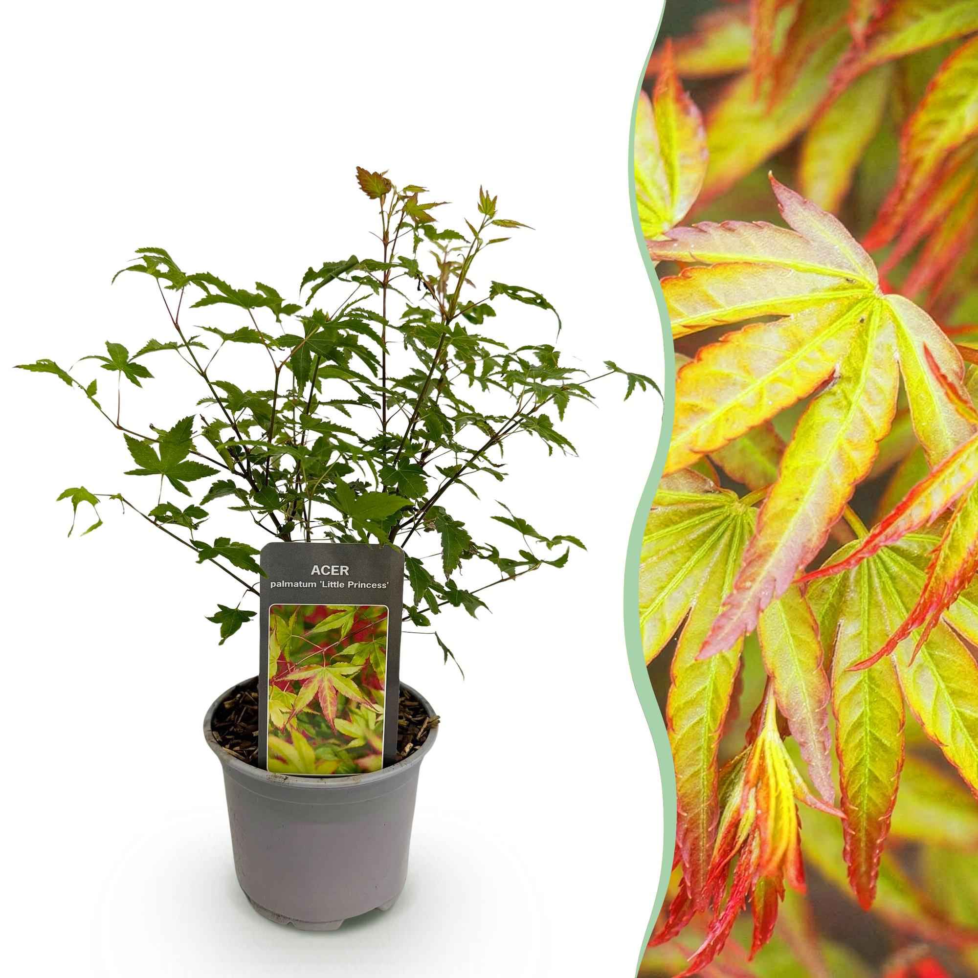Image of Ahorn Acer palmatum Little Princess – Grün – Laubabwerfend – Wenig Pflege – 12cm Höhe 35cm-0