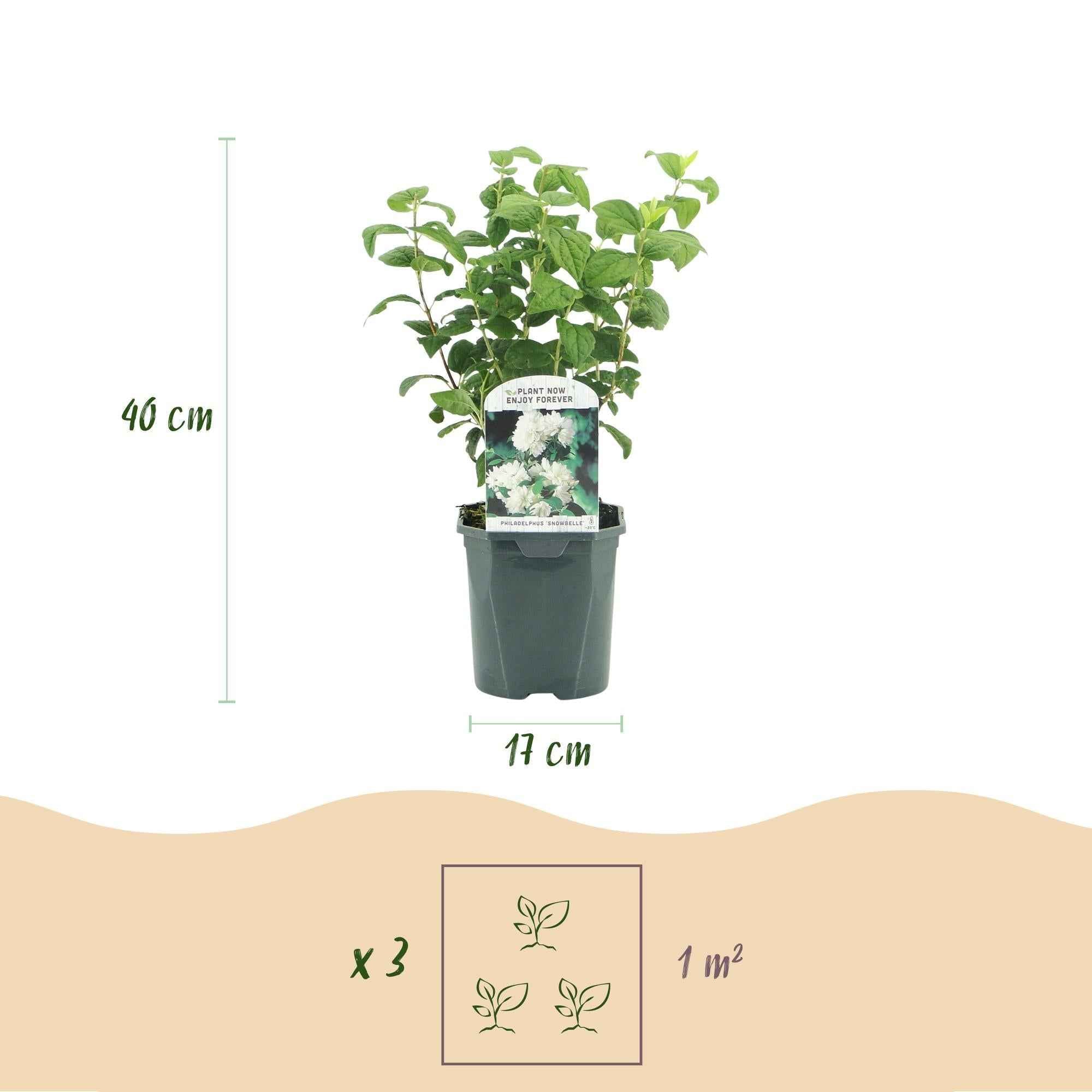 Image of Bauernjasmin Philadelphus Snowbelle – Duftende Weiße Blüten – Wenig Pflege – 17cm Höhe 45cm – Für Garten, Terrasse & Balkon-3