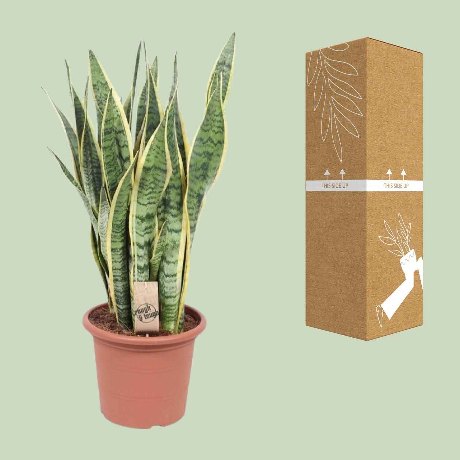 Image of Bogenhanf – Sansevieria Trifasciata Laurentii – Ø25cm x ↕85cm – Schwiegermutterzunge mit gelb gerandeten Blättern