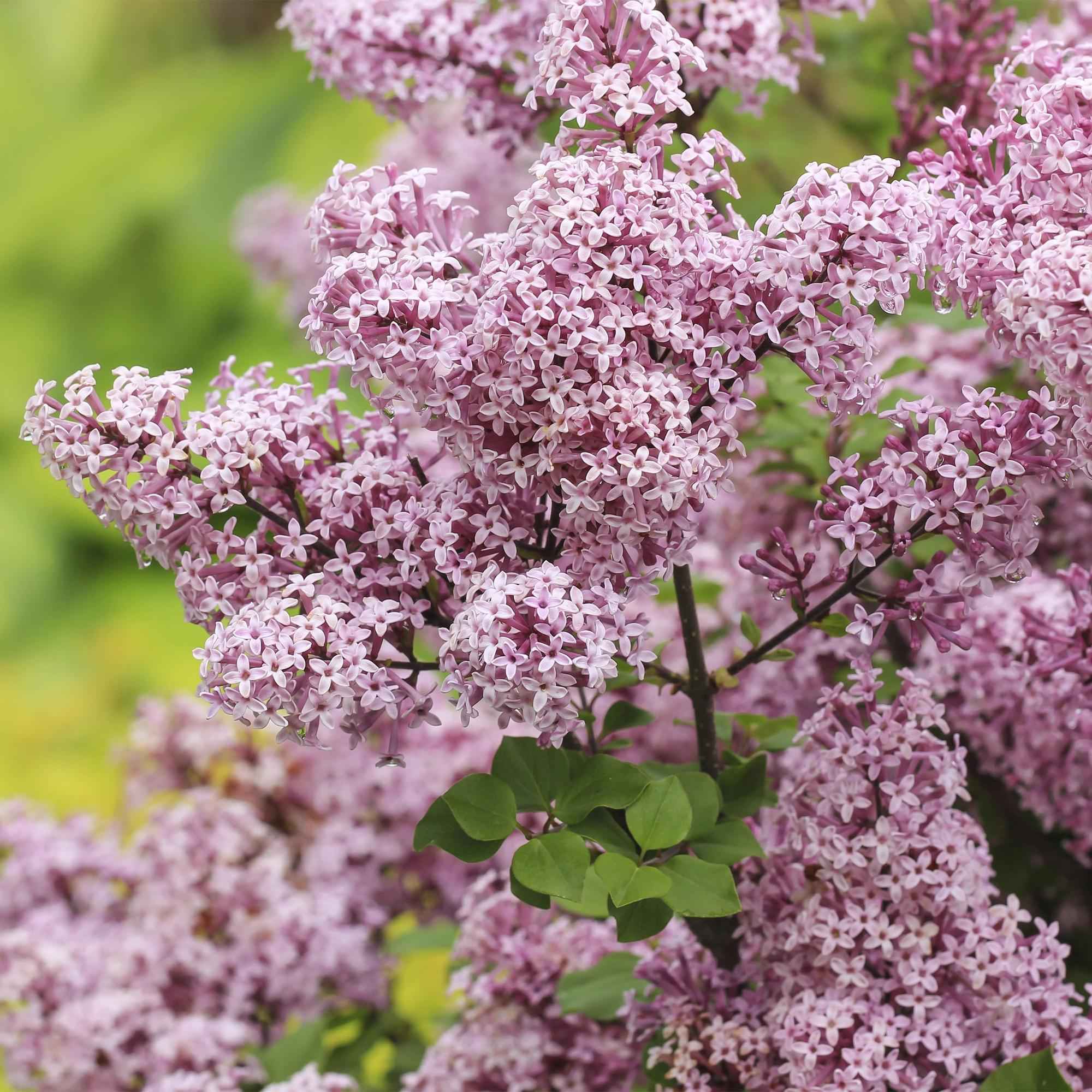 Image of Zwergflieder Syringa meyeri Palibin – 19cm Höhe ca.90cm – Lila blühend & duftend – Winterhart & laubabwerfend – Ideal für Beet Balkon Terrasse-3
