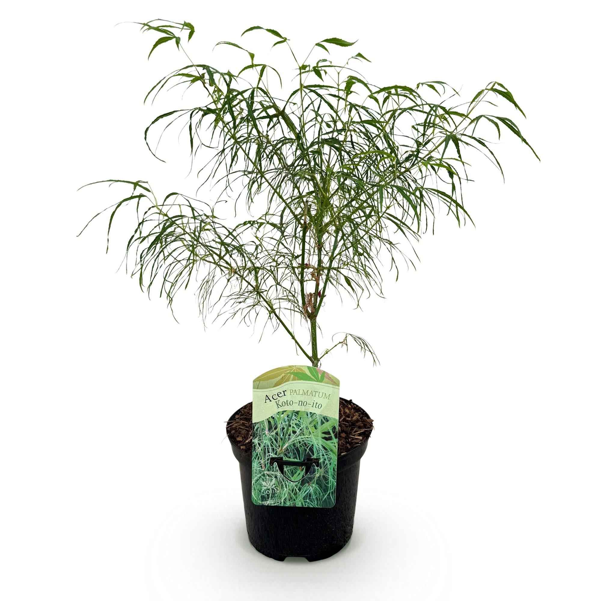 Image of Japanischer Ahorn – Acer palmatum Koto – no – ito – Zierahorn im Topf 19cm – ca. 70cm hoch – Feingliedrig & mehrfarbig – Balkon – & Terrassenpflanze-1