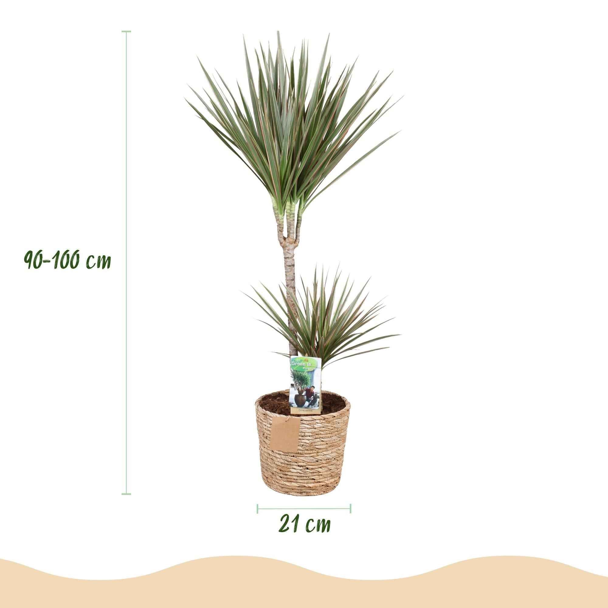 Image of Dracaena Marginata Bicolor – 90-100cm – 21cm inkl. Naturkorb – Pflegeleichter Drachenbaum – Grün – Braunes zweifarbiges Blattwerk – & Arbeitsräume-2