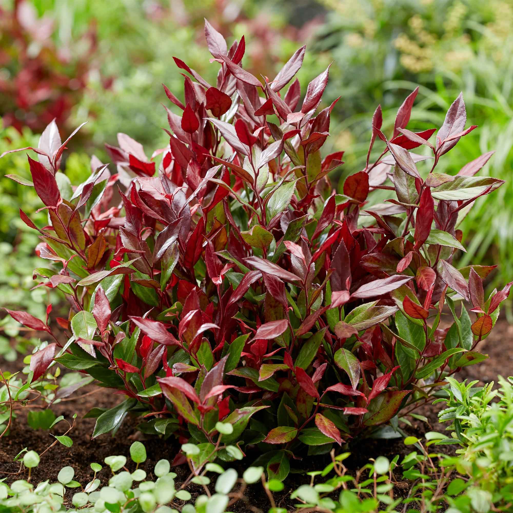 Image of Traubenheide Leucothoe Little Flame – 17cm Höhe ca.40cm – Immergrün & farbwechselnd – Rotes Herbstlaub – Pflegeleichter dekorativer Zierstrauch