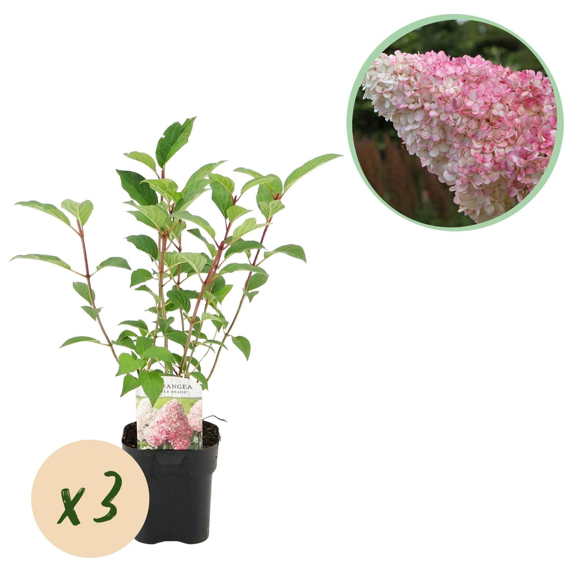 Image of Rispenhortensie – Hydrangea panniculata Vanille Fraise – Blüte Weiß-Rosa – 3 Pflanzen für 1m² – Laubabwerfend – Große Blüten – 17cm – Höhe ca. 50cm
