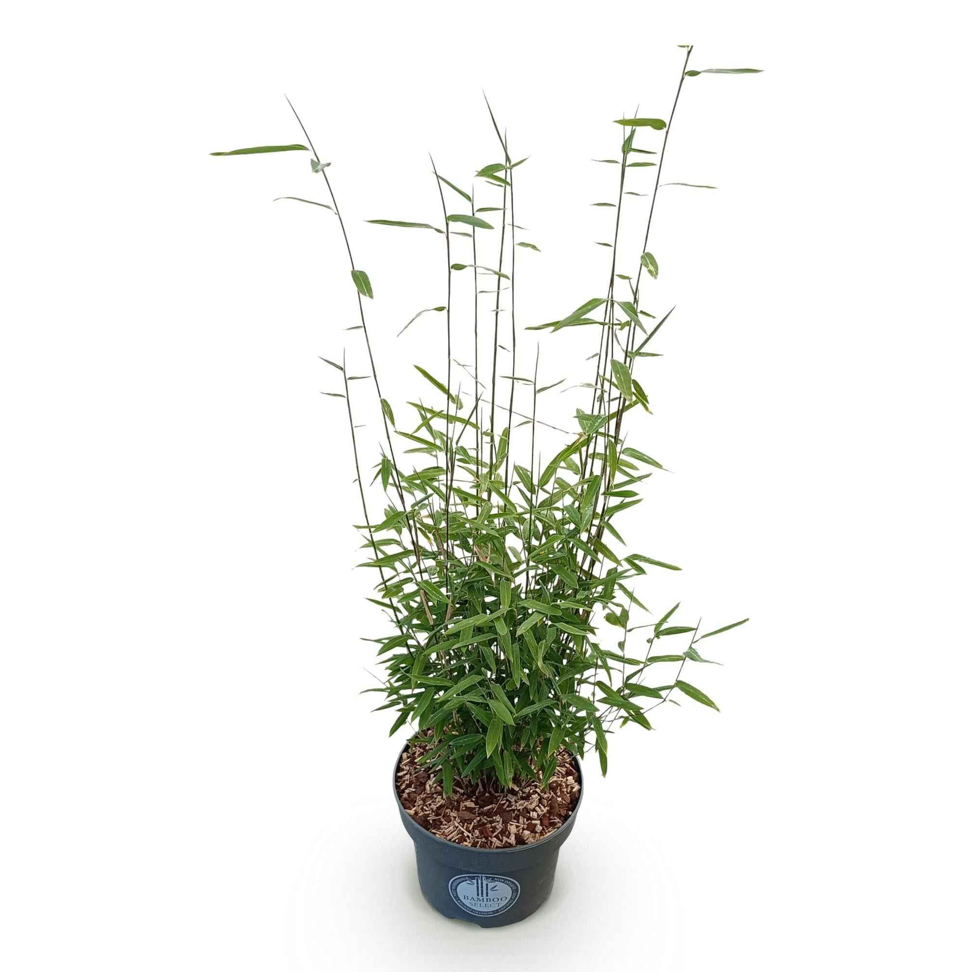 Image of Bambus Fargesia nitida Black Dragon nicht ausbreitend immergrün 80cm 23cm für Garten Terrasse Balkon Hecke Sichtschutz pflegeleicht winterhart