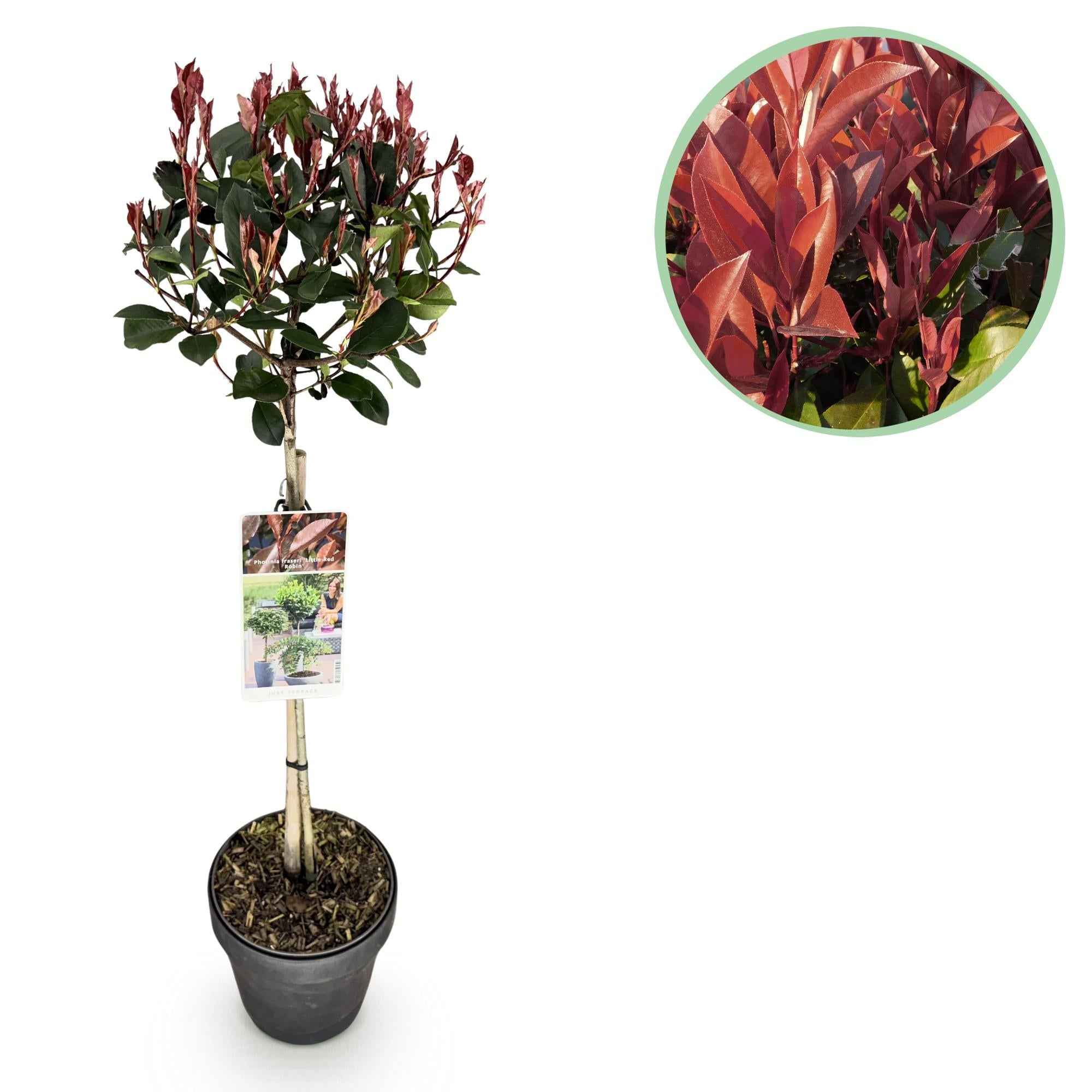 Image of Glanzmispel Photinia fraseri Little Red Robin – 19cm Höhe ca.90cm – Immergrün & winterhart – Grün-rotes Laub – Ziergehölz-0