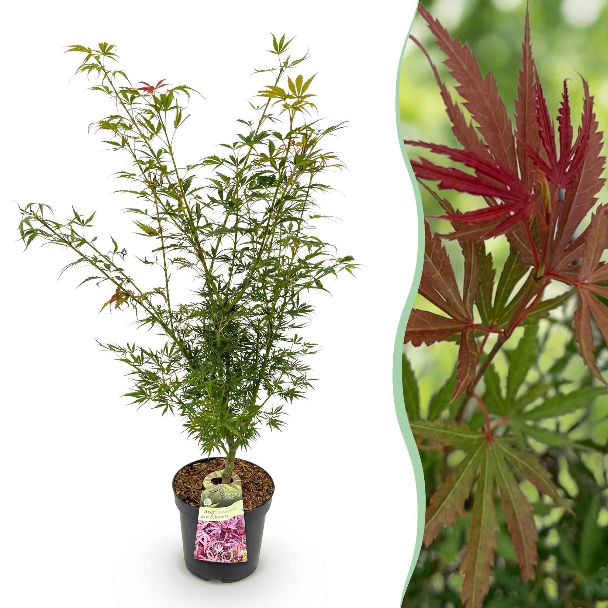 Image of Japanischer Ahorn Acer palmatum Jerre Swarts, laubabwerfende Gartenpflanze in Orange Rot, Zierahorn für Garten und Kübel, Ø26cm, 90cm hoch, für-0