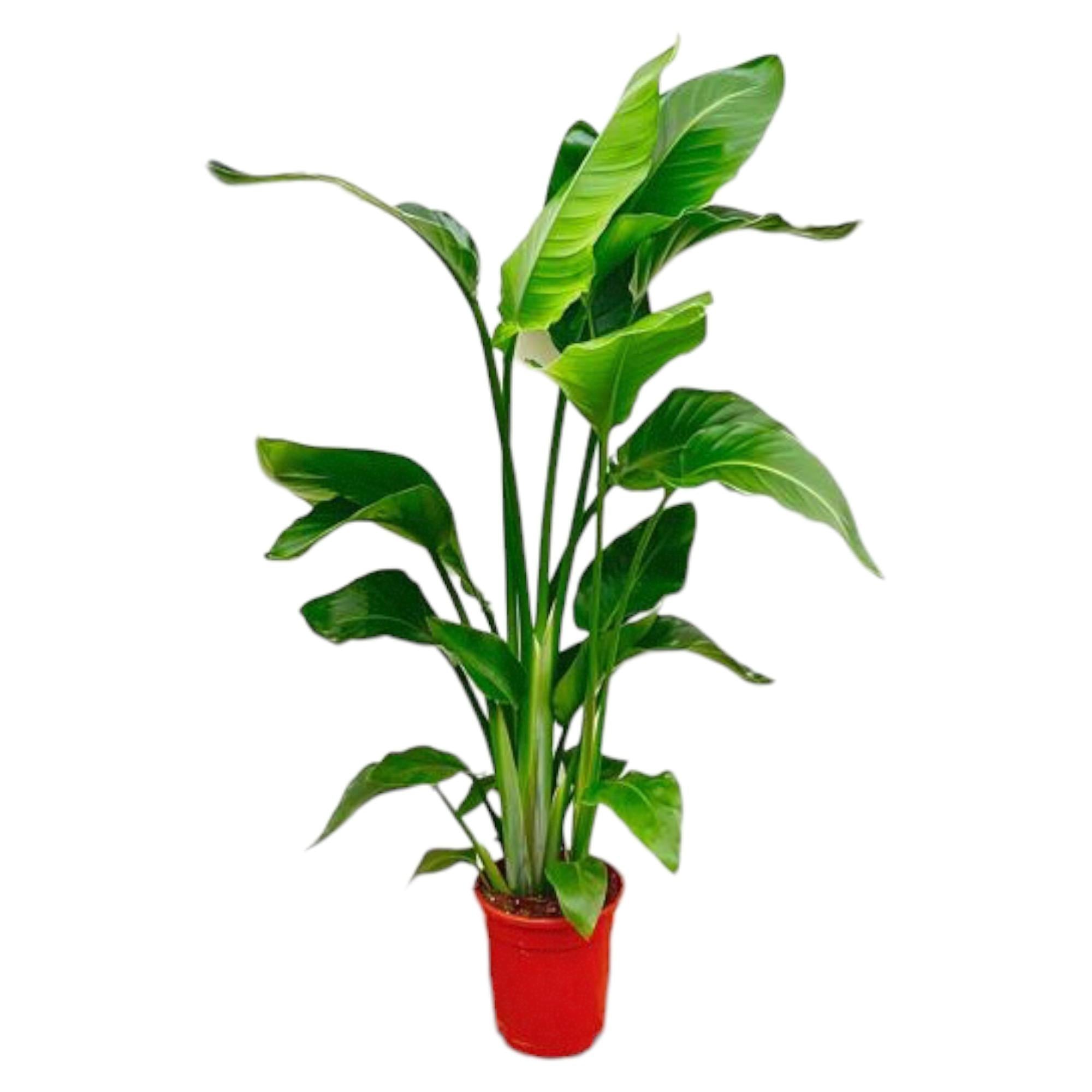 Image of Strelitzia Nicolai – Paradiesvogelblume – Zimmerpflanze 70-90cm – Ø17cm – Tropische Grünpflanze für Wohnzimmer & Büro – Exotisch & pflegeleicht-0