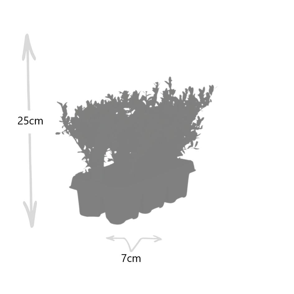 Image of Stechpalme – Ilex crenata 'Jenny' – 72 Pflanzen – Immergrün – Winterhart – Alternative zu Buchsbaum – Ø7cm ↕15cm-3