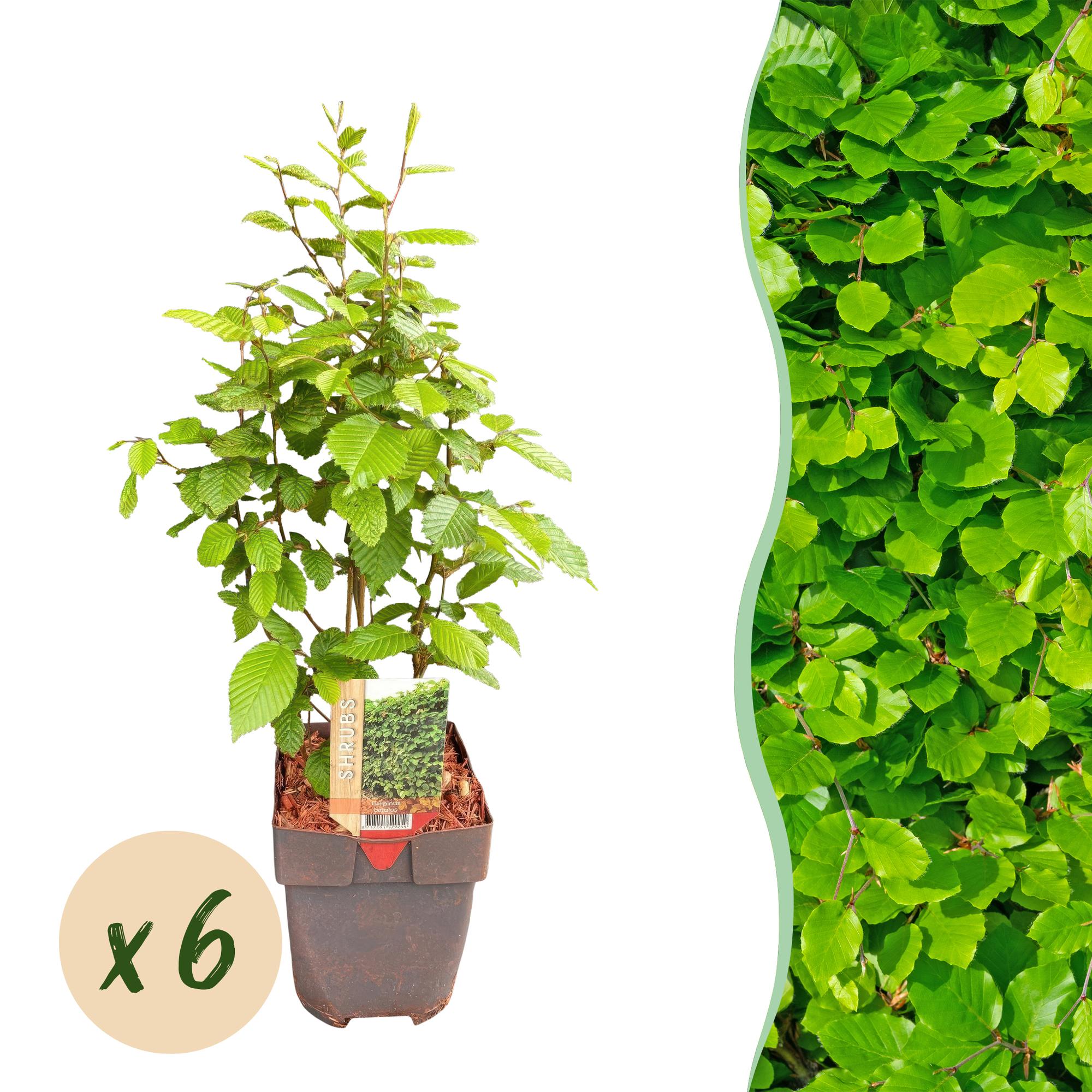 Image of Gemeine Hainbuche Carpinus betulus – Heckenpflanze – 6 Pflanzen – 1 laufender Meter – 17cm – Höhe 55cm – Dichtes Laub – Privatsphäre-0