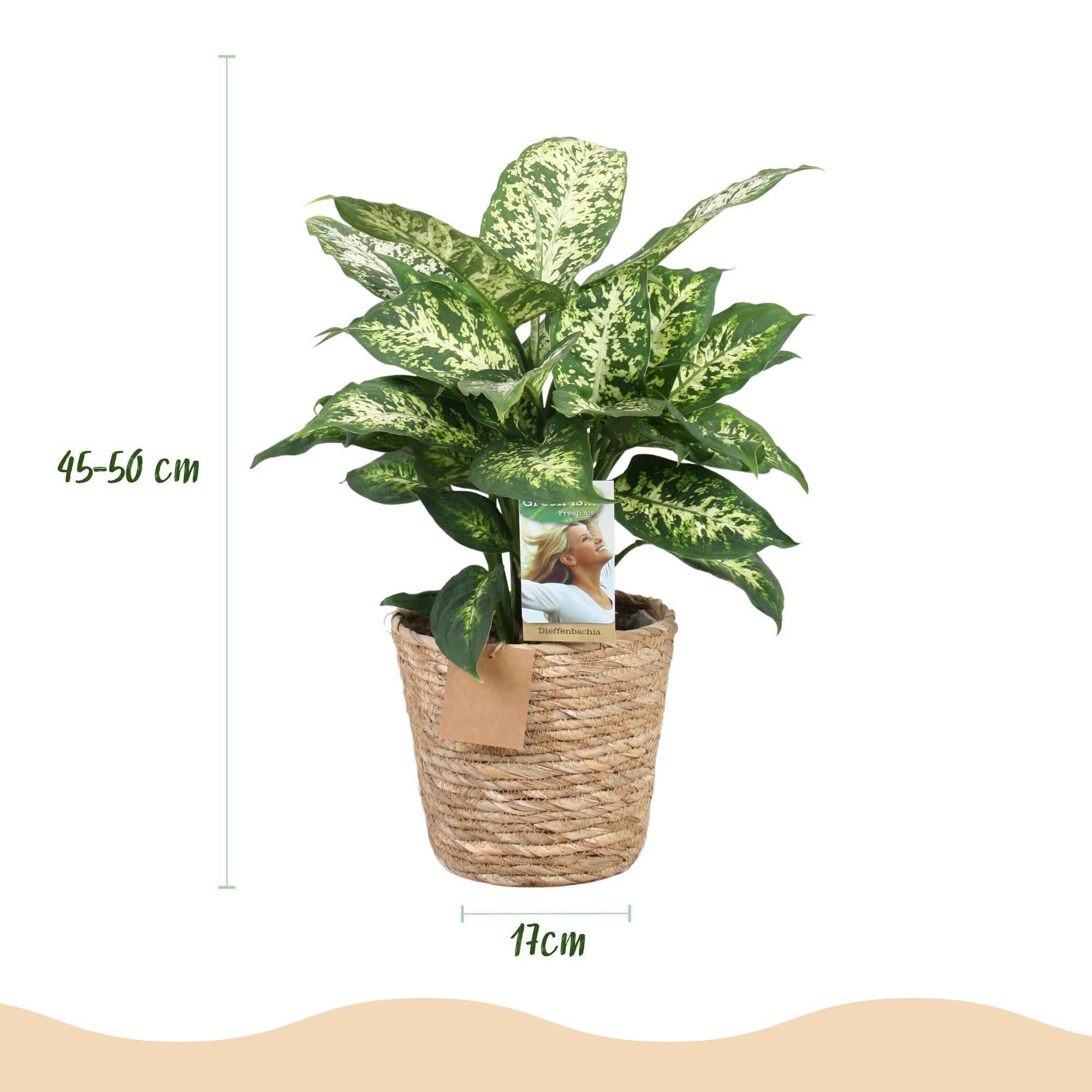 Image of Dieffenbachia Compacta – 45-50cm – 17cm inkl. Naturkorb – Pflegeleichte bunte Zimmerpflanze – Marmoriertes Blattwerk-2