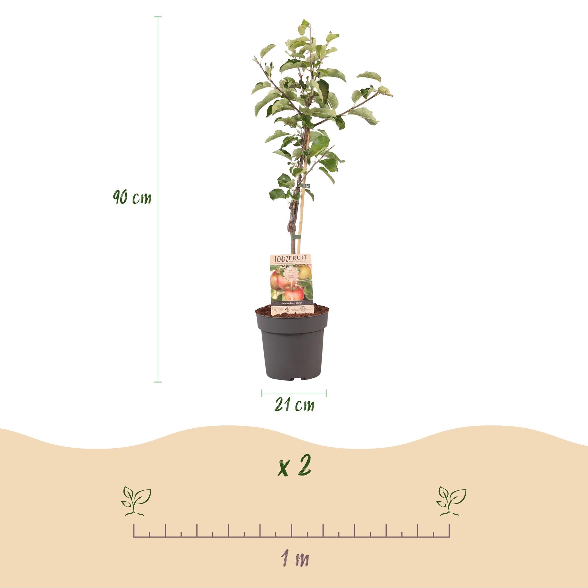 Image of Apfelbaum – Malus domestica 'Elstar' – Rote & grüne Äpfel – Obstbaum für Garten & Balkon – Pflegeleicht – Topf Ø21cm – Höhe ca. 90cm-3