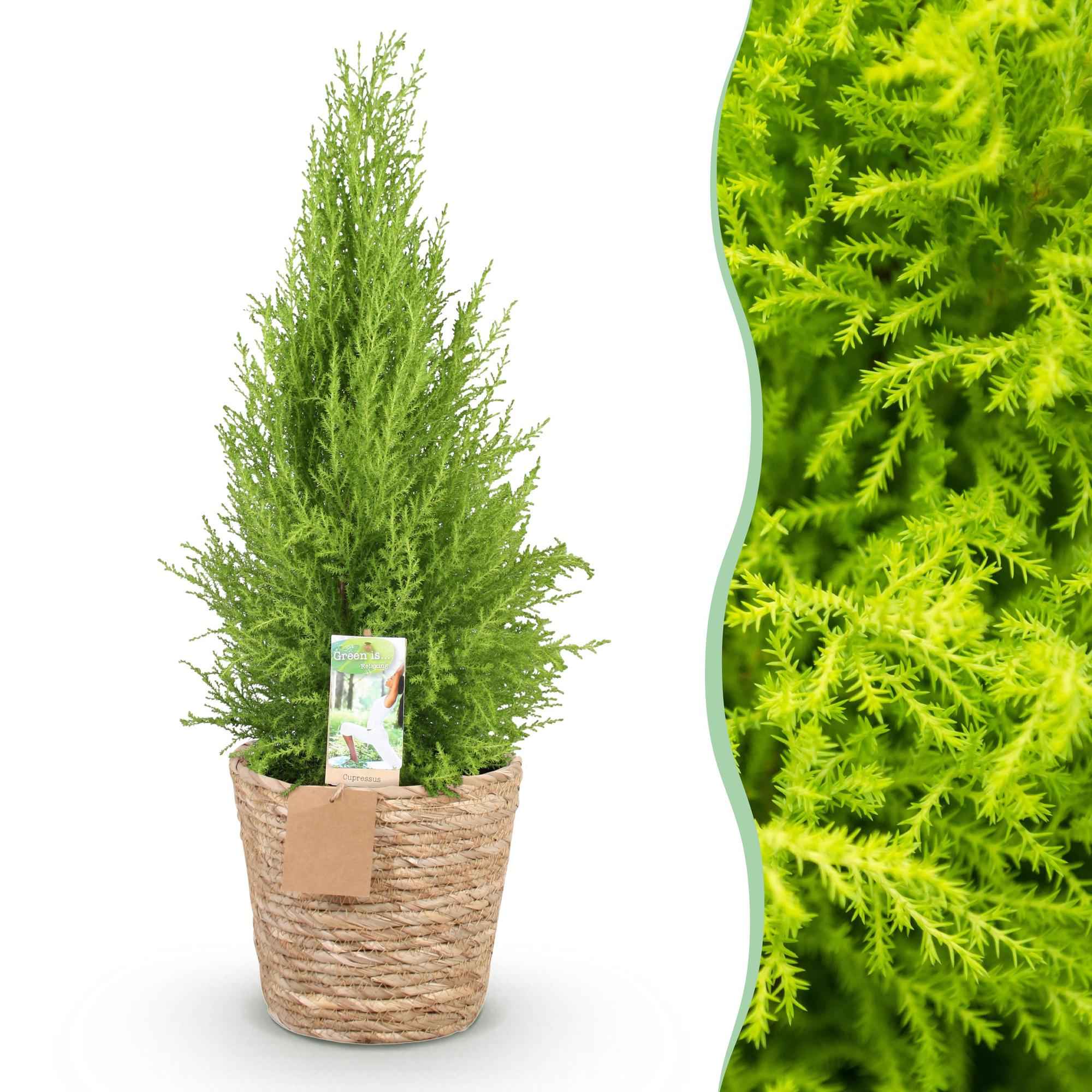 Image of Cupressus Gold Crest Wilma – 85-95cm – 21cm inkl. Naturkorb – Pflegeleichte Zimmerkonifere-1