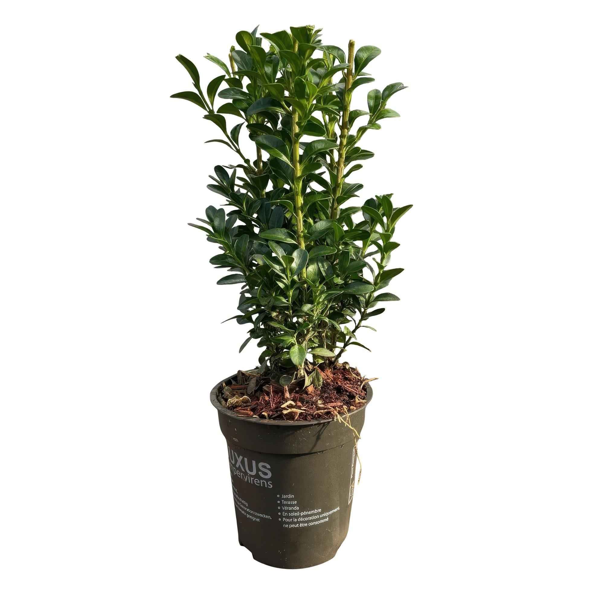 Image of Gewöhnlicher Buchsbaum Buxus sempervirens – Immergrüne Heckenpflanzen – 8 Pflanzen – 1m – 9cm Höhe 20-25cm – Grün – Pflegeleicht-0
