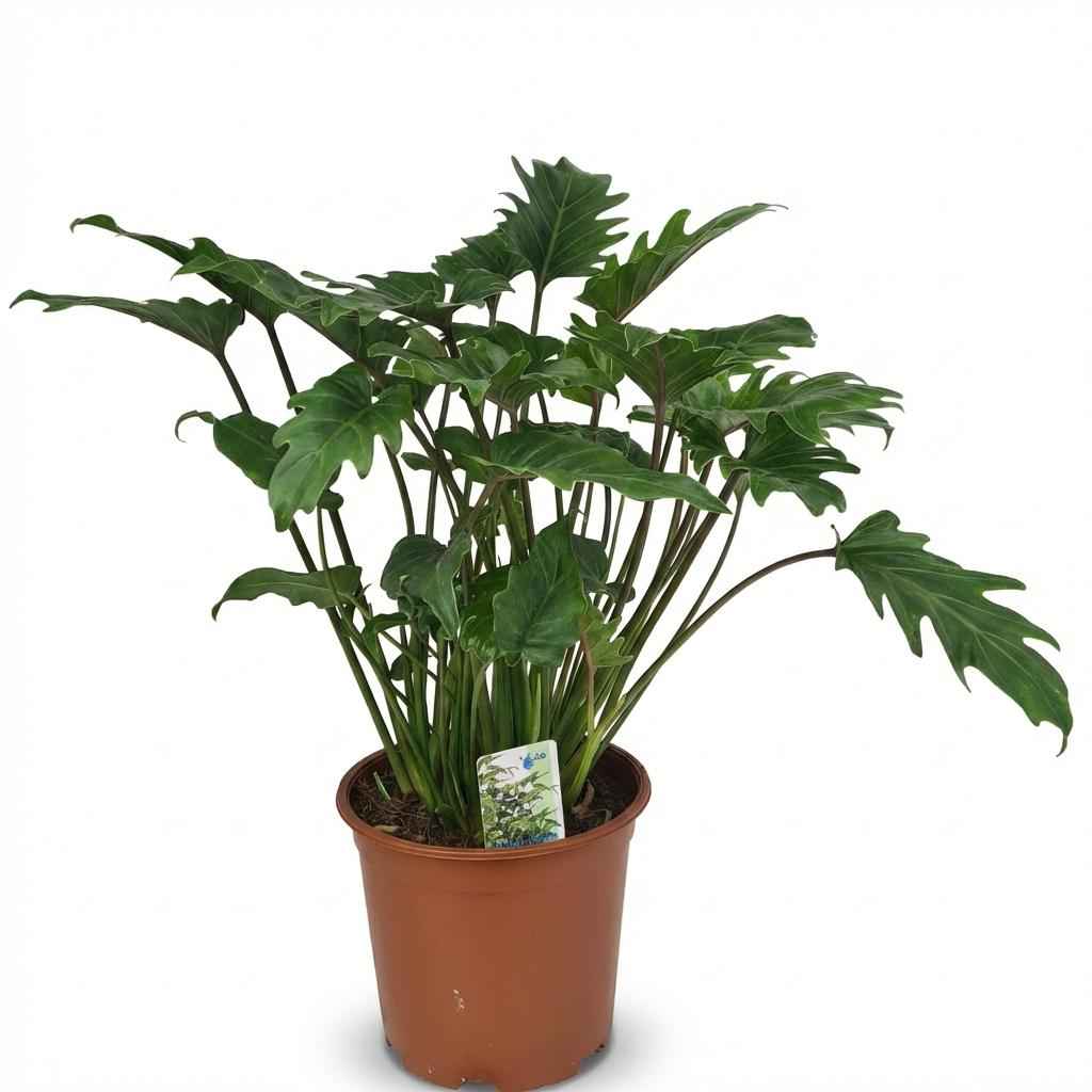 Image of Philodendron Xanadu grün 60cm 19cm Zimmerpflanze pflegeleicht kompakte tropische Grünpflanze mit dekorativen Blättern für Wohnzimmer Büro Schlafzimmer-0