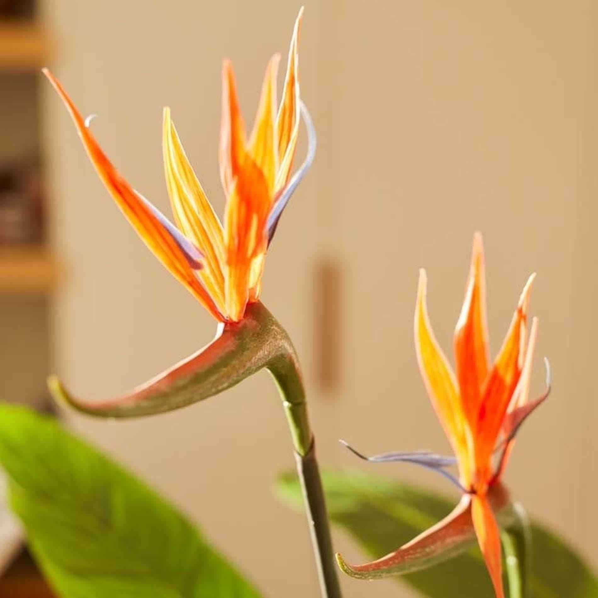 Image of Strelitzia mit Blüten – 120cm – Kunstpflanze – tropischer Blickfang – hochwertige Dekopflanze für Wohnzimmer, Büro & Flur – pflegeleicht-2