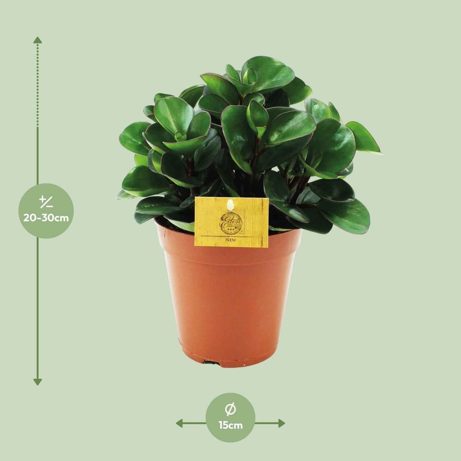 Image of Peperomia Burning Bush – Zwergpfeffer Zimmerpflanze – Ø15cm – ca. 25cm hoch – Kompakte & pflegeleichte Blattschmuckpflanze-1