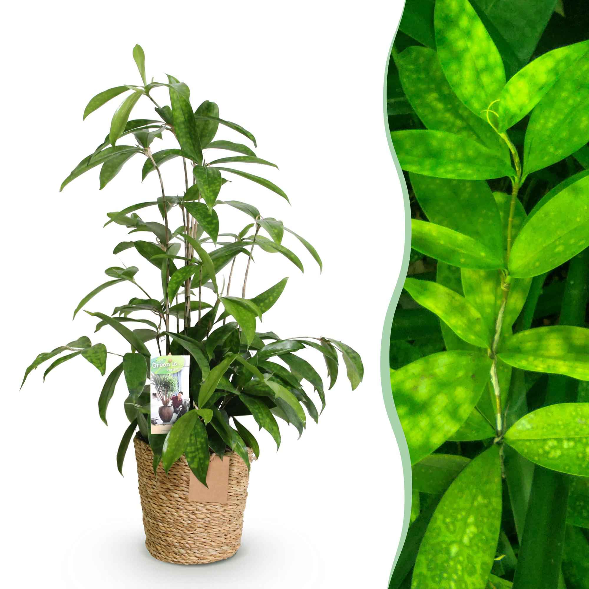 Image of Dracaena surculosa – 60-70cm – 17cm inkl. Naturkorb – Pflegeleichter Drachenbaum – Grün gesprenkeltes Blattwerk-1