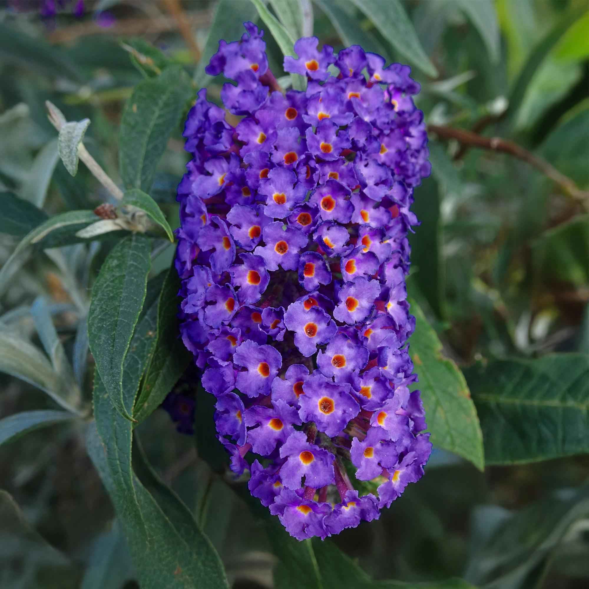 Image of Schmetterlingsstrauch Buddleja davidii Empire Blue – Blau blühender, laubabwerfender Gartenstrauch – Schmetterlings – & bienenfreundlich-2
