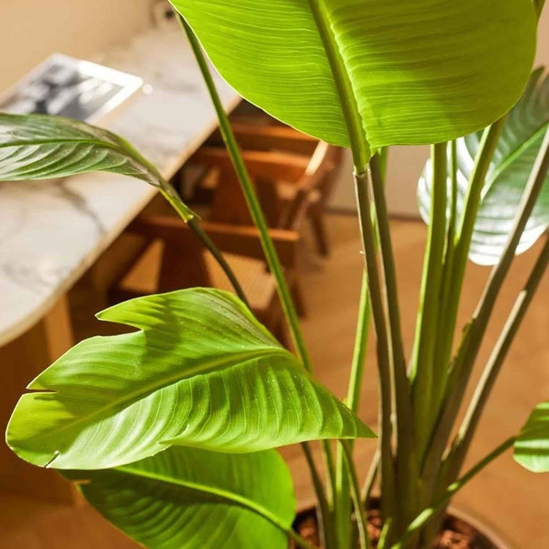 Image of Strelitzia nicolai Kunstpflanze 180cm – XXL Zimmerpflanze mit tropischen Blättern – Pflegefreie Deko-Pflanze für Wohnraum & Büro-1