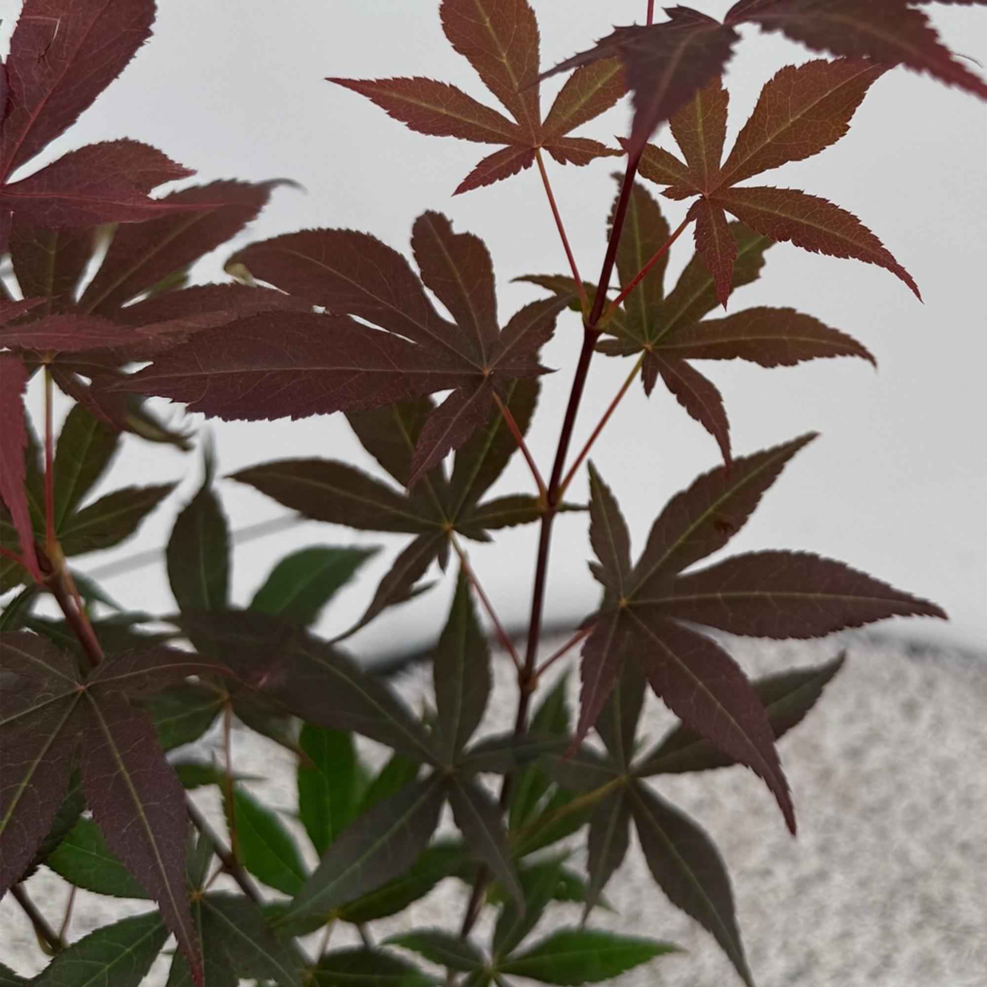 Image of Ahorn Acer palmatum Atropurpureum – 12cm Höhe ca. 35cm – Tiefrote Blätter & eleganter Wuchs – Laubabwerfend & pflegeleicht-3