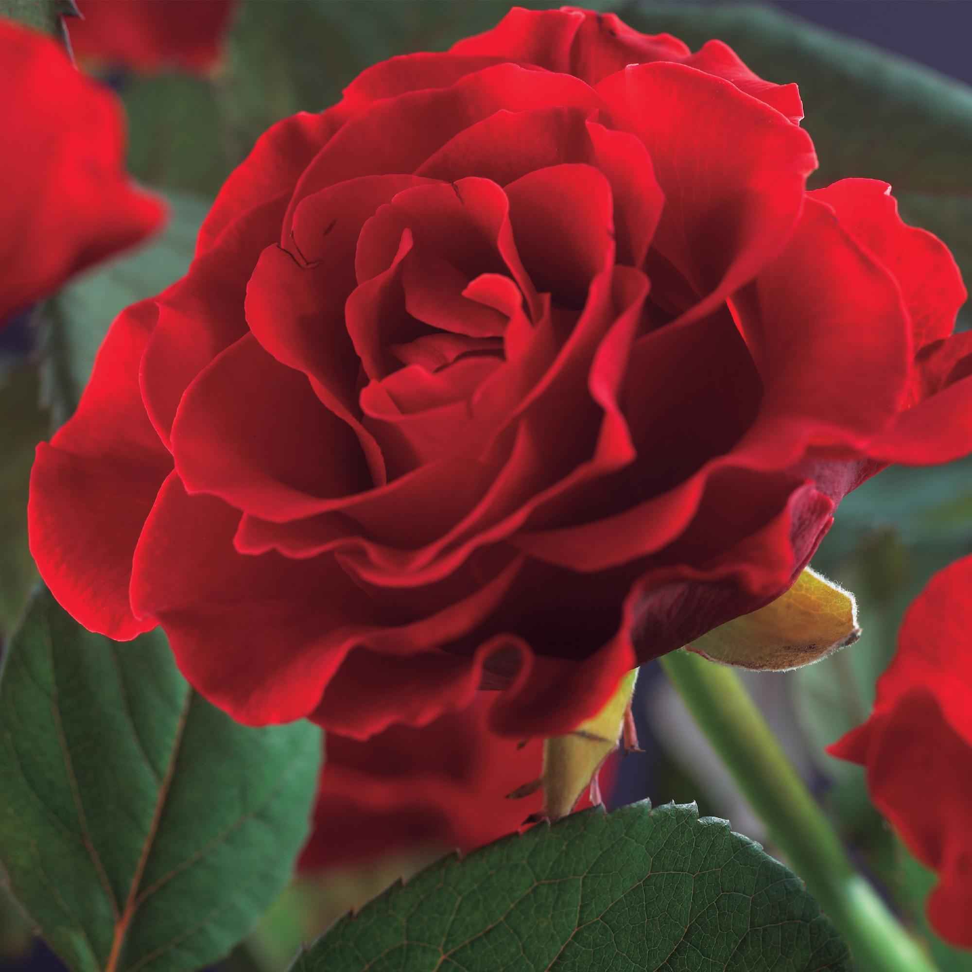 Image of Kletterrose - Rosa Paul Scarlet Climber - Blüte Rot - Wenig Pflege - 2 Pflanzen - Topf 11cm Höhe 40cm-0