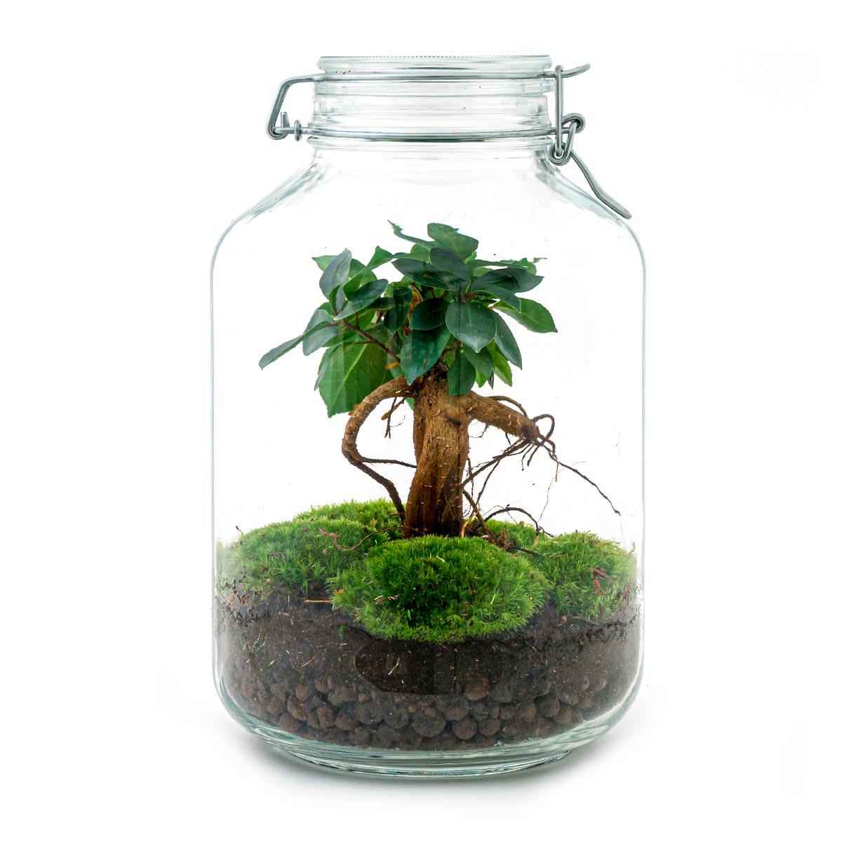 Image of Flaschengarten DIY Bausatz Ficus Ginseng Bonsai – Terrarium Ø18cm H28cm – Selbstbewässerndes Mini – Ökosystem – Do – It-0